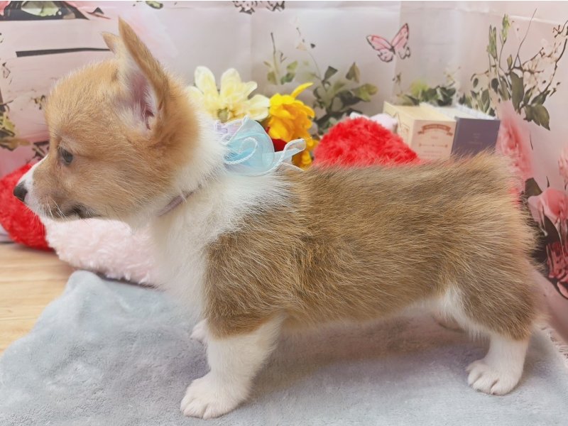 愛知県のウェルシュコーギーペンブローク (ペッツワン豊田四郷店/2026年4月3日生まれ/男の子/レッドホワイト)の子犬の3枚目の画像