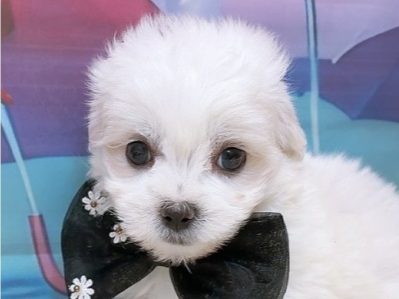 沖縄県のハーフ犬・ミックス犬 (ペッツワンFCあがり浜店/2026年4月12日生まれ/男の子/ホワイト)の子犬