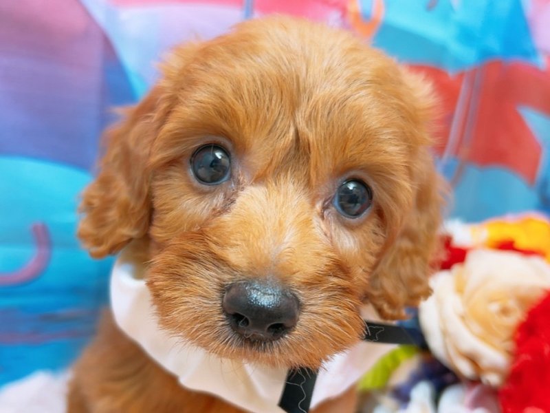沖縄県のハーフ犬・ミックス犬 (ペッツワンFCあがり浜店/2026年4月19日生まれ/女の子/レッド)の子犬