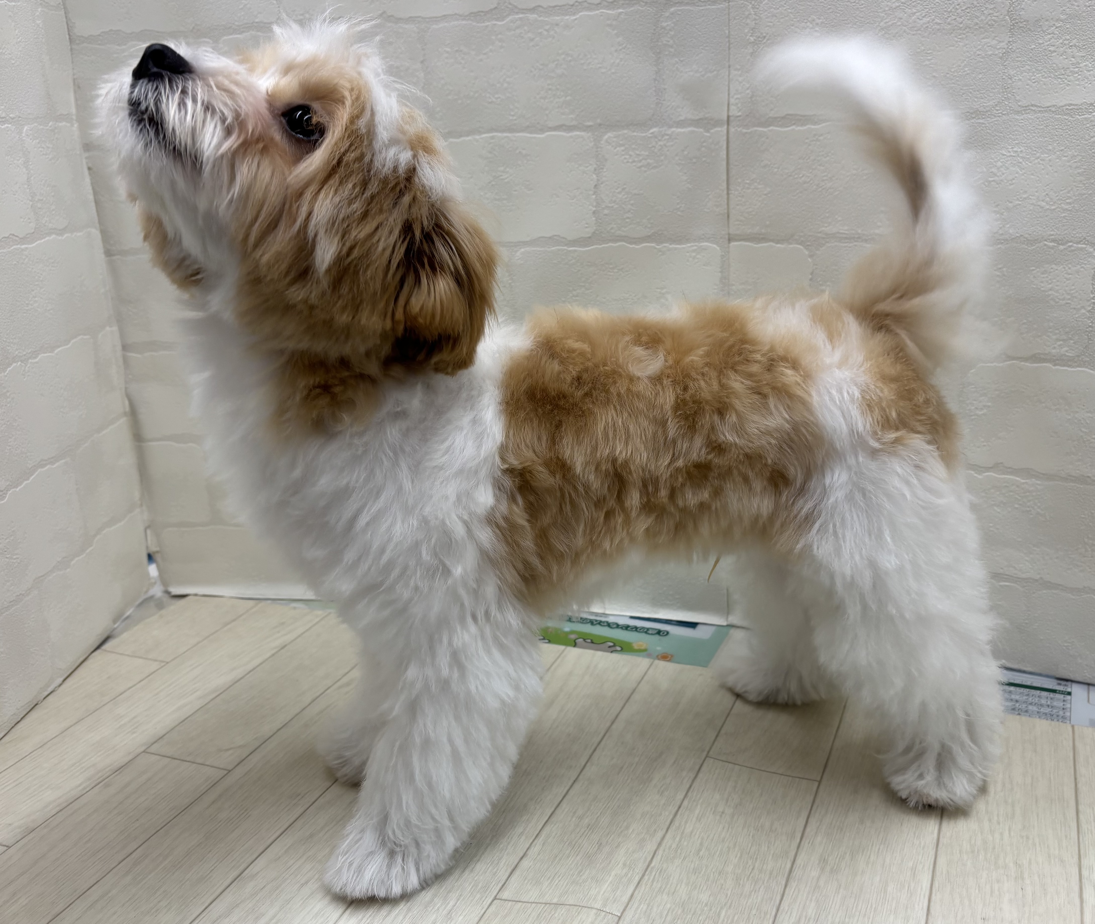 埼玉県のハーフ犬・ミックス犬 (ペッツワン大利根店/2026年1月24日生まれ/男の子/ホワイトクリーム)の子犬の3枚目の画像