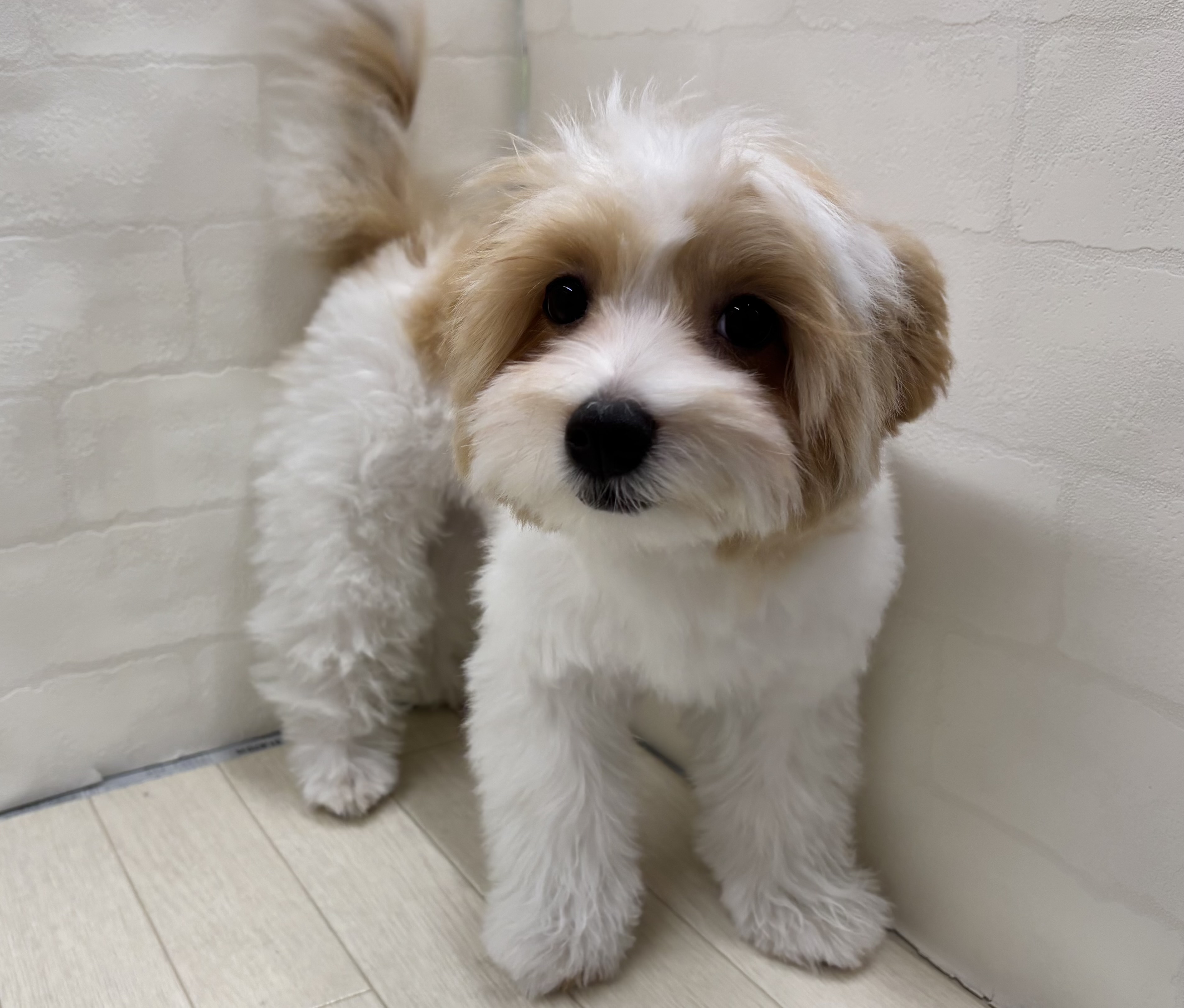 埼玉県のハーフ犬・ミックス犬 (ペッツワン大利根店/2026年1月24日生まれ/男の子/ホワイトクリーム)の子犬の2枚目の画像