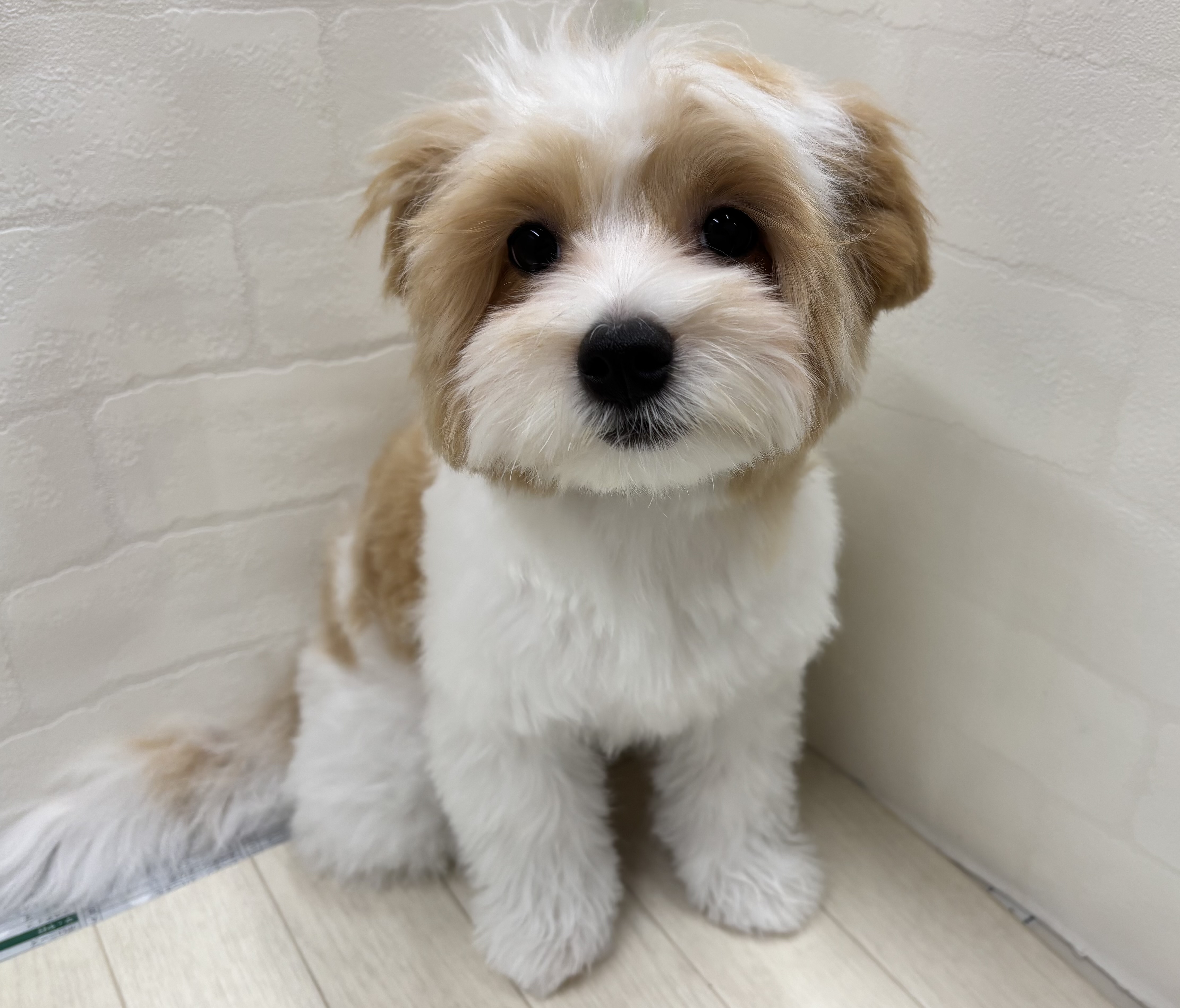 埼玉県のハーフ犬・ミックス犬 (ペッツワン大利根店/2026年1月24日生まれ/男の子/ホワイトクリーム)の子犬の1枚目の画像