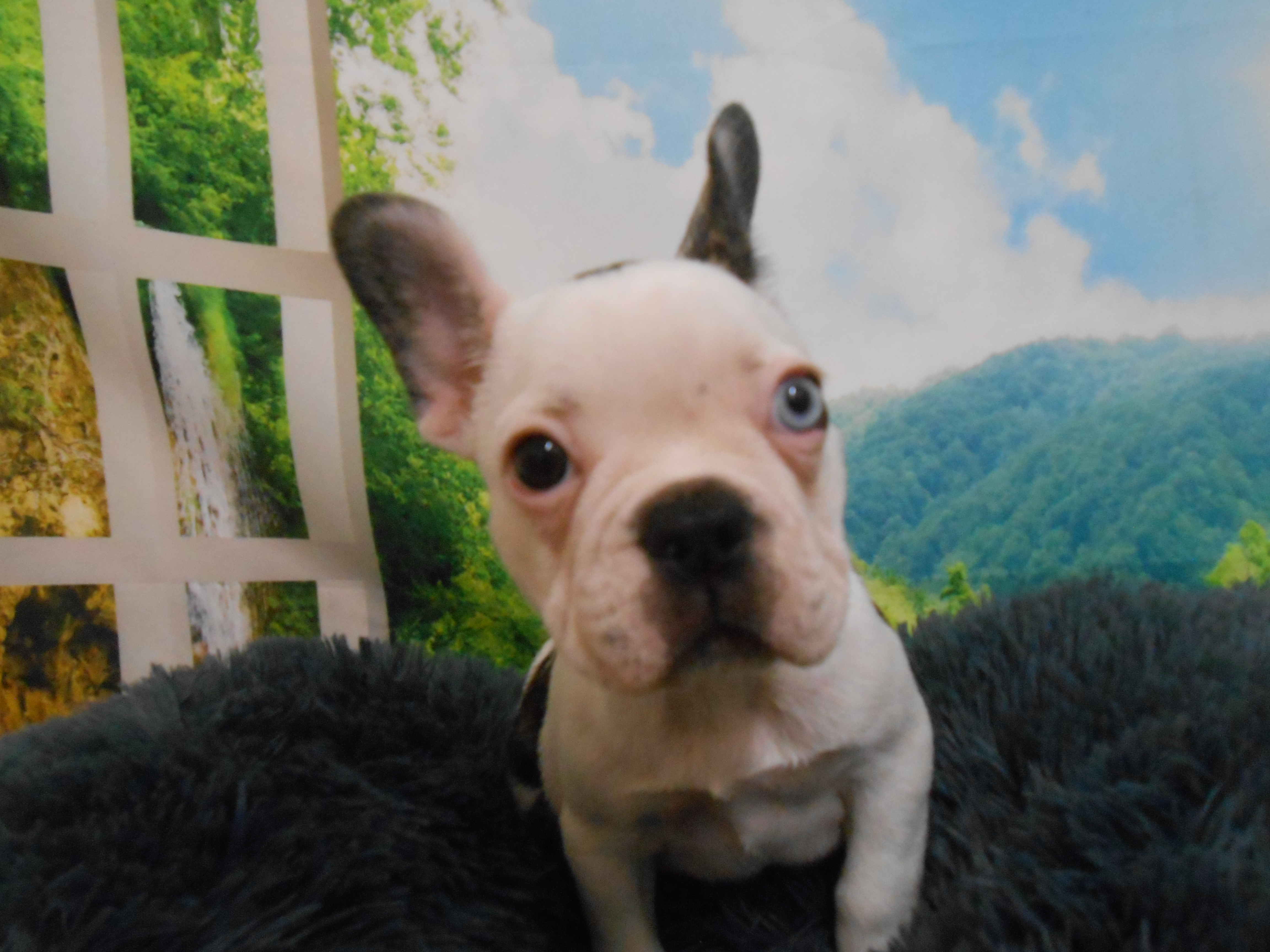 愛知県のフレンチブルドッグ (ペッツワン半田店/2026年4月9日生まれ/女の子/パイド)の子犬