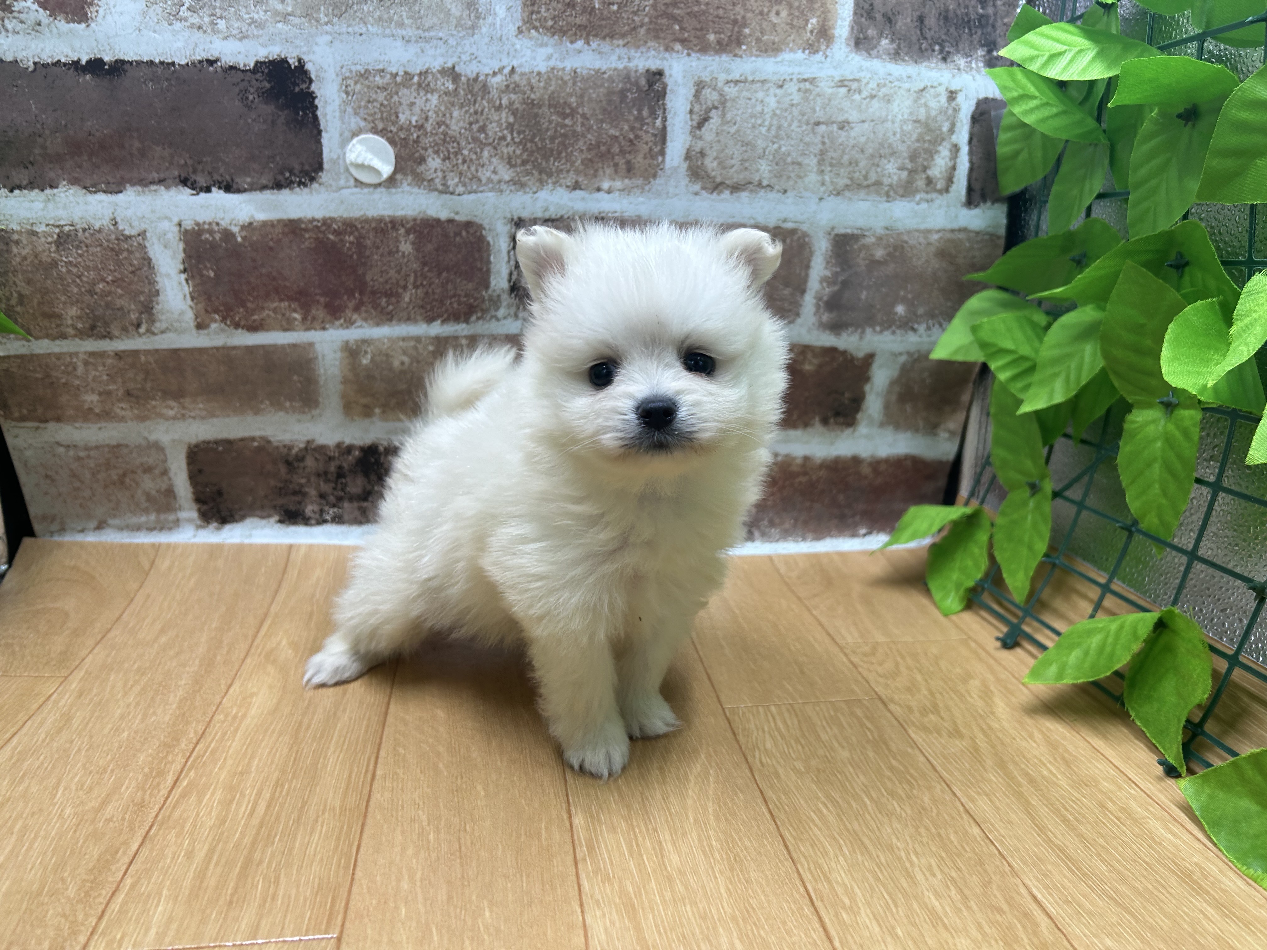 福島県のポメラニアン (ペッツワン白河モール店/2026年5月3日生まれ/男の子/クリーム)の子犬