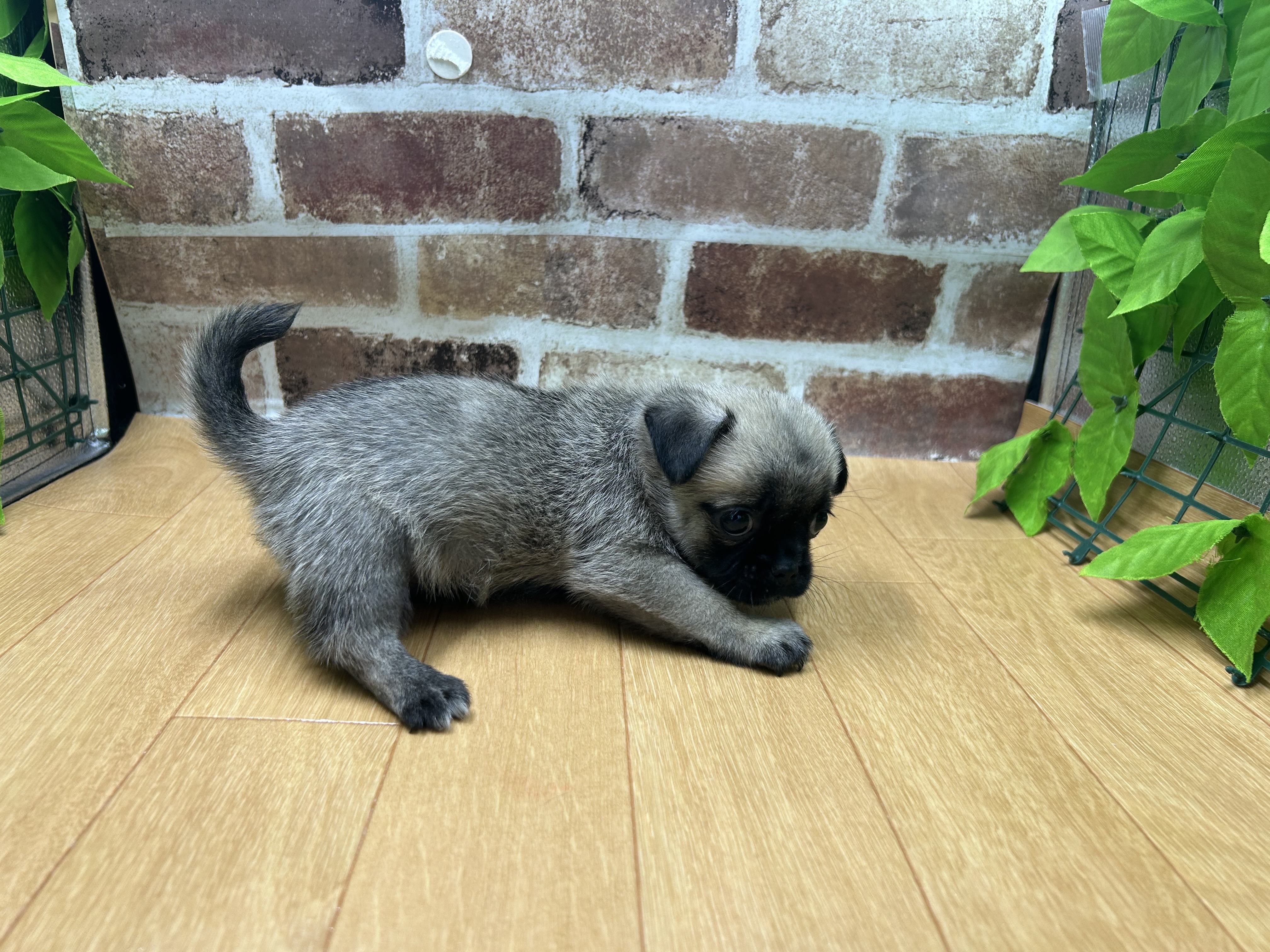 福島県のハーフ犬・ミックス犬 (ペッツワン白河モール店/2026年4月24日生まれ/男の子/その他色)の子犬の2枚目の画像