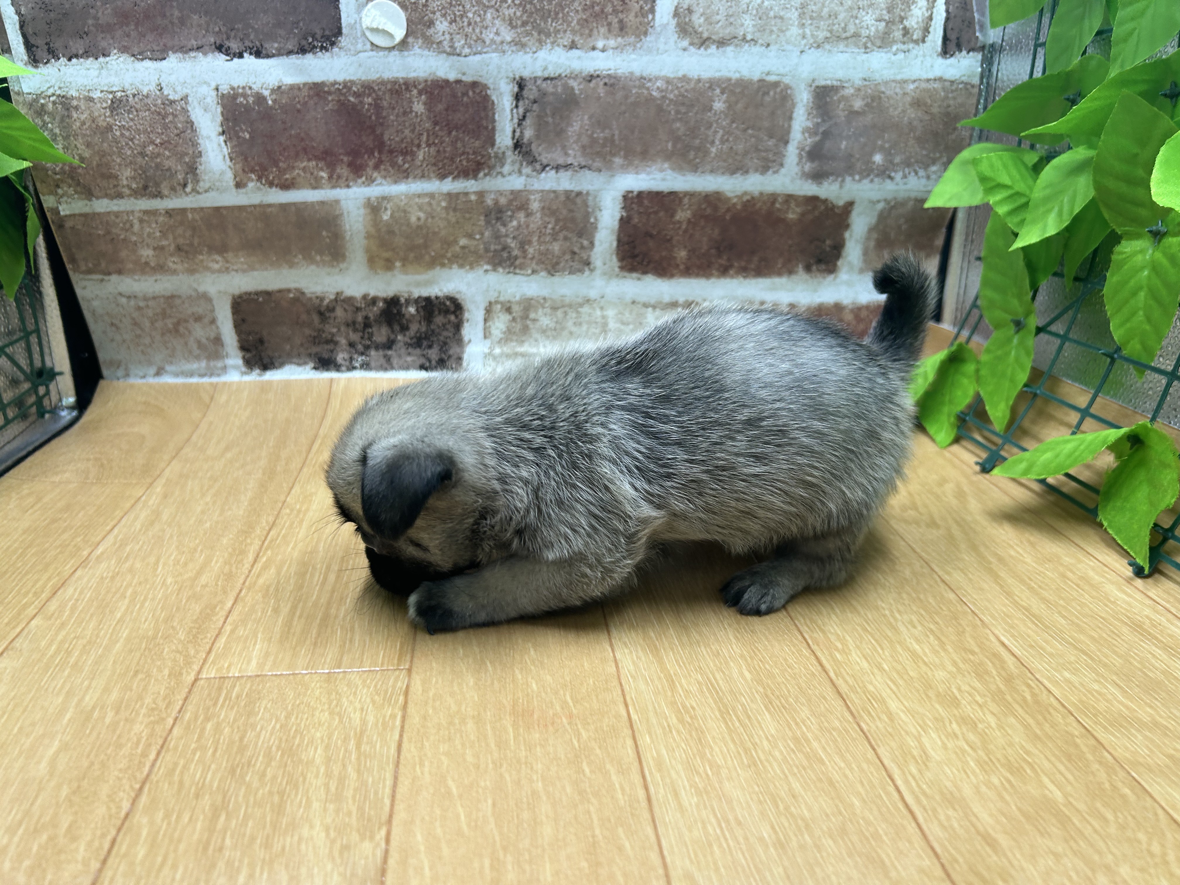 福島県のハーフ犬・ミックス犬 (ペッツワン白河モール店/2026年4月24日生まれ/男の子/その他色)の子犬の3枚目の画像