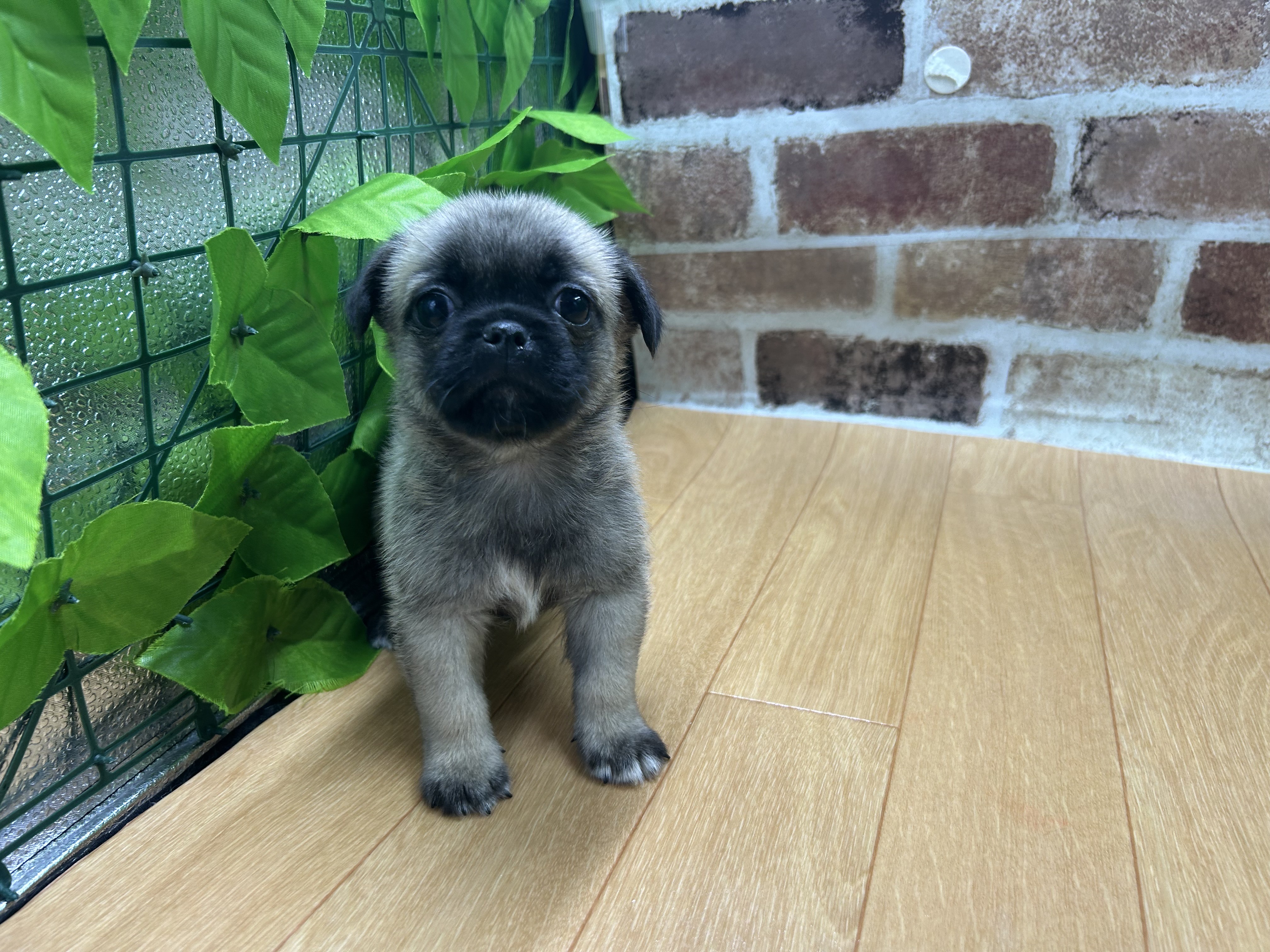 福島県のハーフ犬・ミックス犬 (ペッツワン白河モール店/2026年4月24日生まれ/男の子/その他色)の子犬の1枚目の画像
