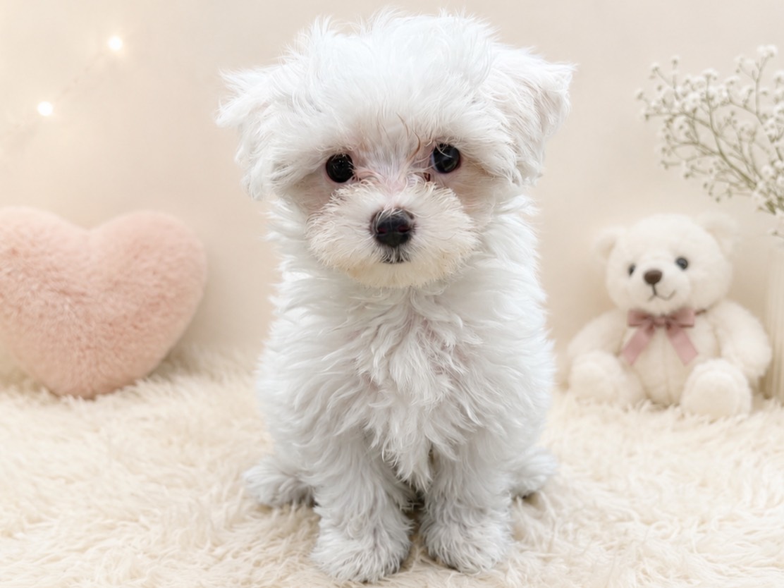 福島県のハーフ犬・ミックス犬 (ペッツワン郡山富田店/2026年4月17日生まれ/女の子/ホワイト)の子犬