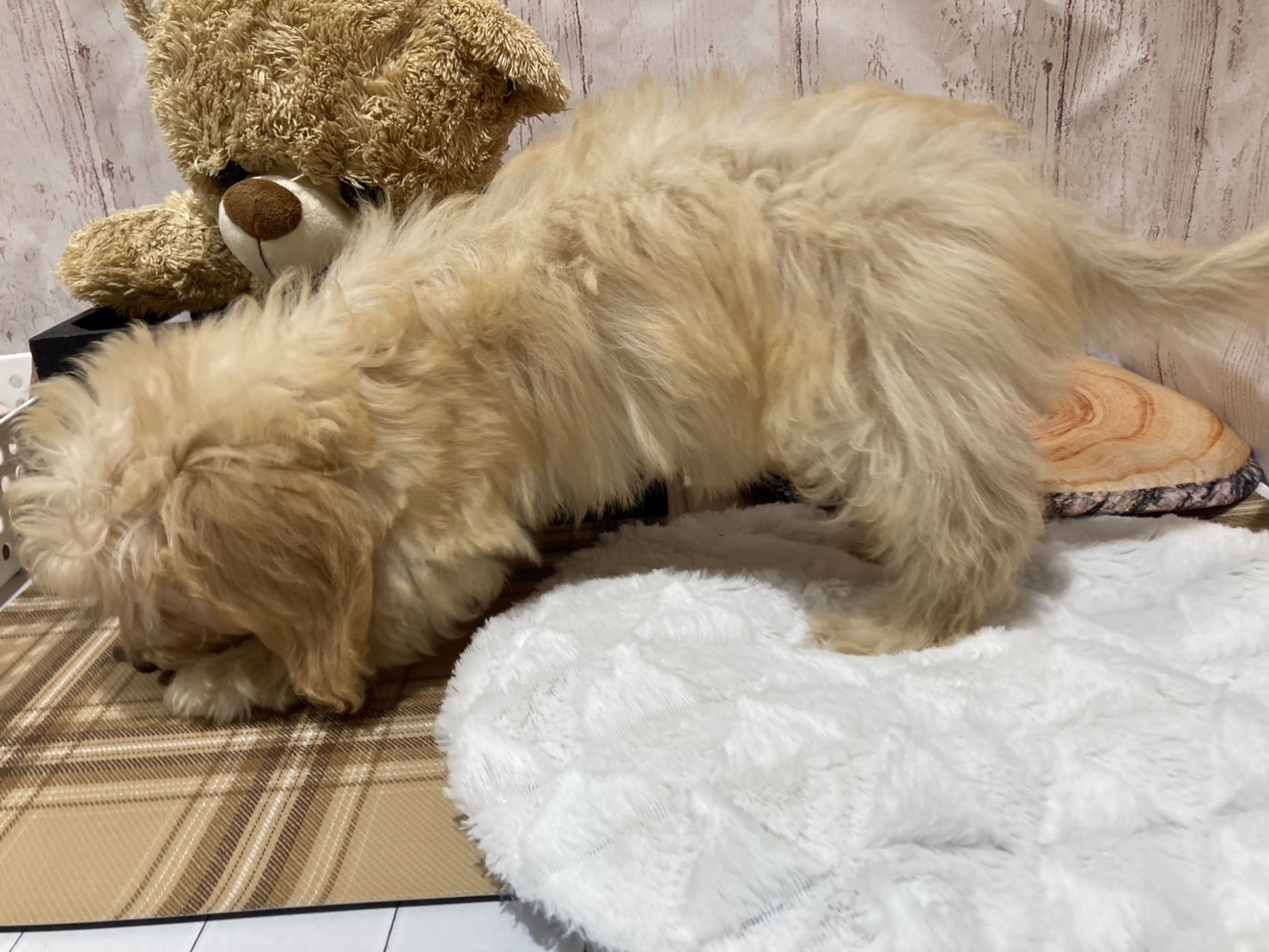 埼玉県のハーフ犬・ミックス犬 (ペッツワン羽生店/2026年3月30日生まれ/女の子/クリーム)の子犬の2枚目の画像