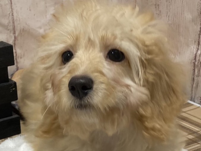 埼玉県のハーフ犬・ミックス犬 (ペッツワン羽生店/2026年3月30日生まれ/女の子/クリーム)の子犬の1枚目の画像