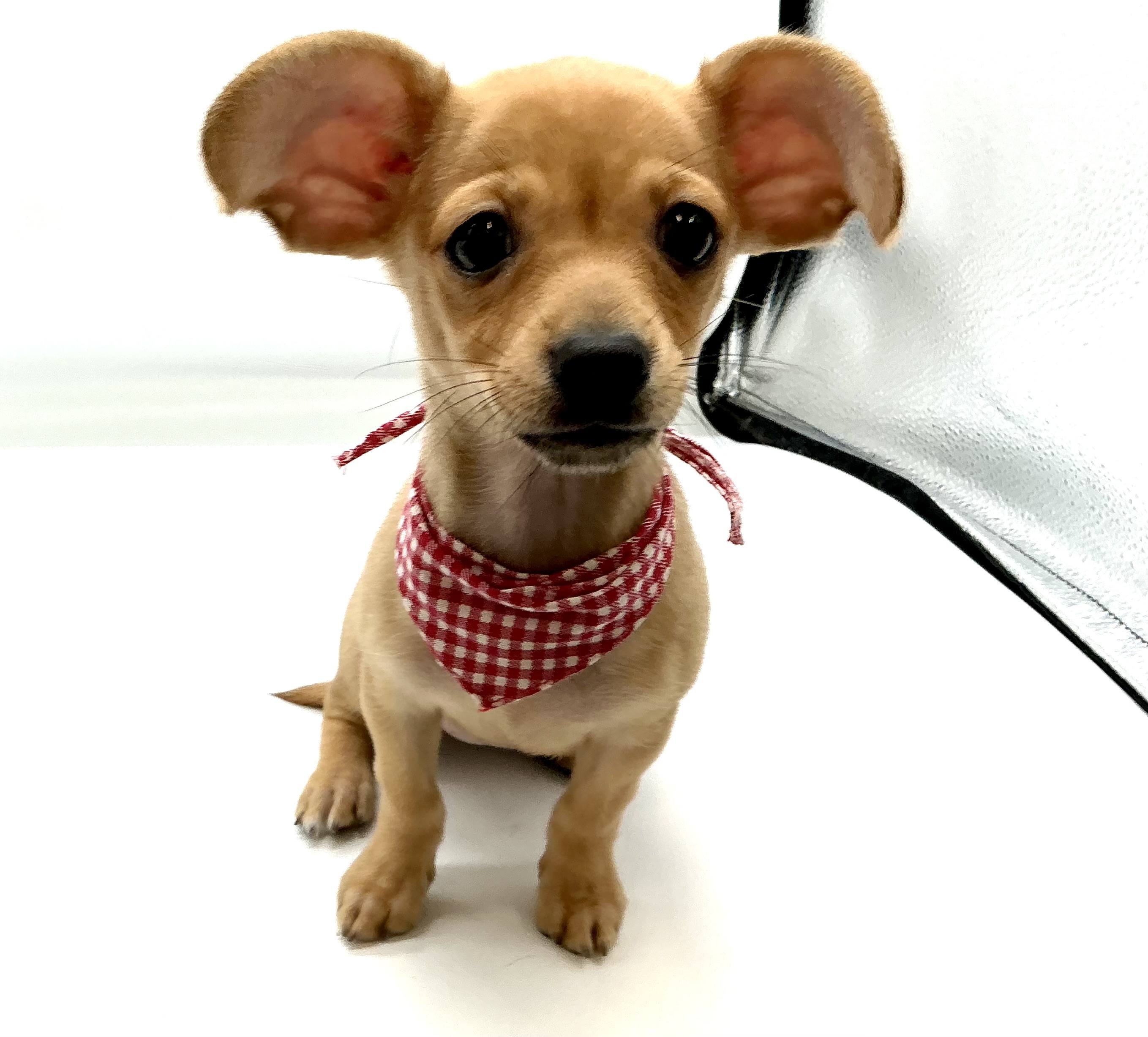 埼玉県のハーフ犬・ミックス犬 (ペッツワン鶴ヶ島店/2026年3月29日生まれ/女の子/ゴールド)の子犬の1枚目の画像
