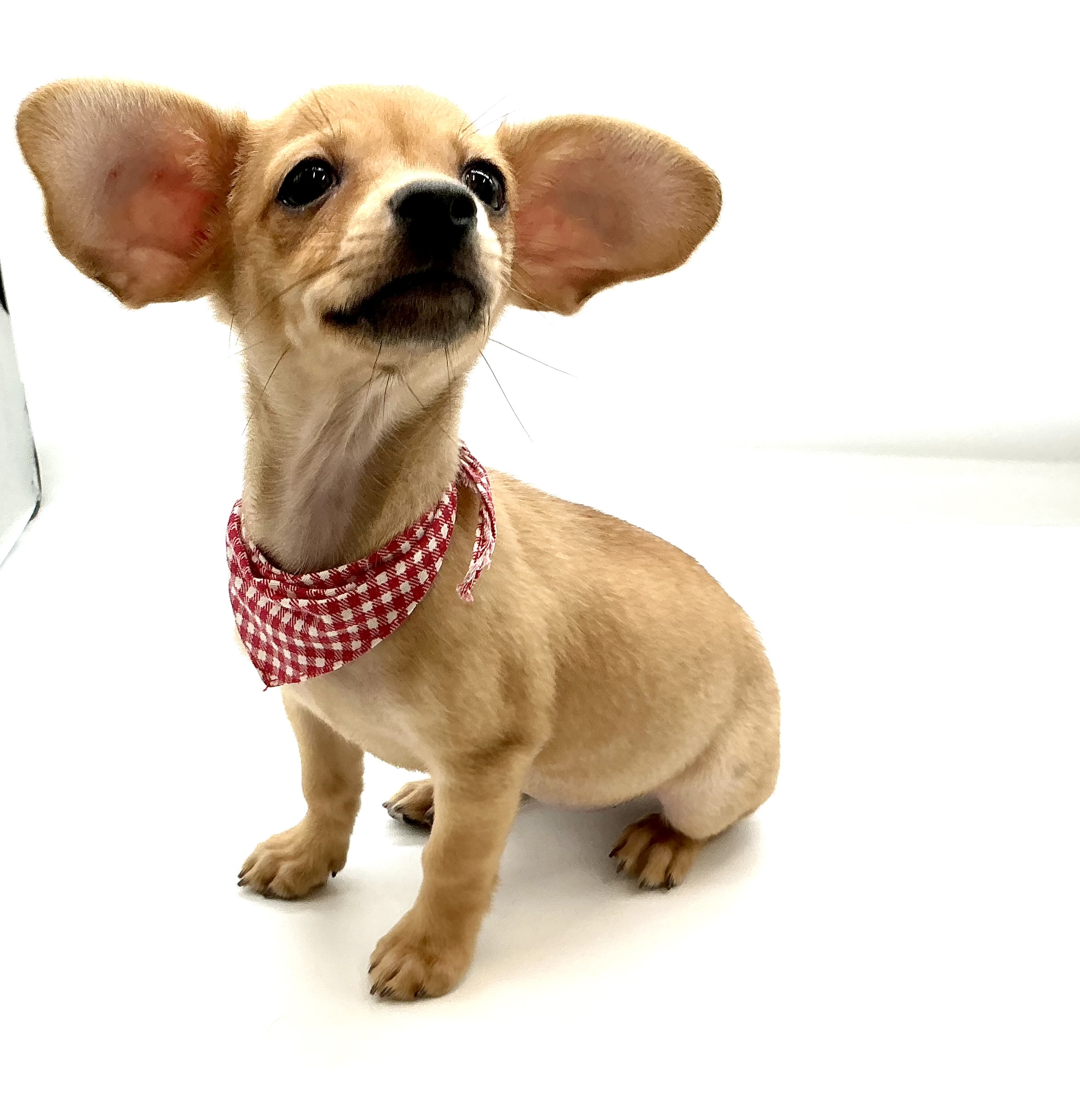 埼玉県のハーフ犬・ミックス犬 (ペッツワン鶴ヶ島店/2026年3月29日生まれ/女の子/ゴールド)の子犬の2枚目の画像