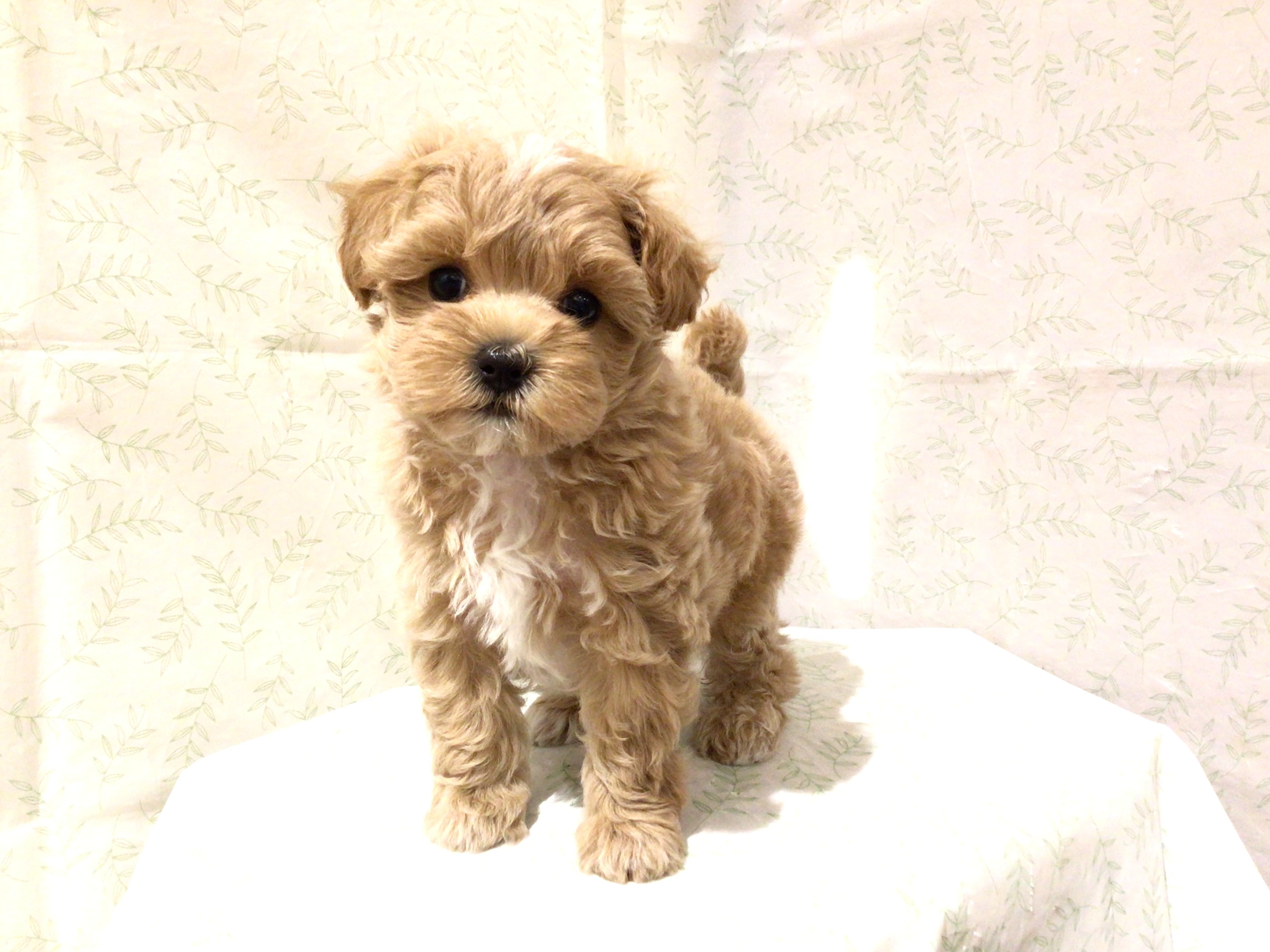 茨城県のハーフ犬・ミックス犬 (ペッツワン高萩店/2026年4月26日生まれ/女の子/アプリコット)の子犬