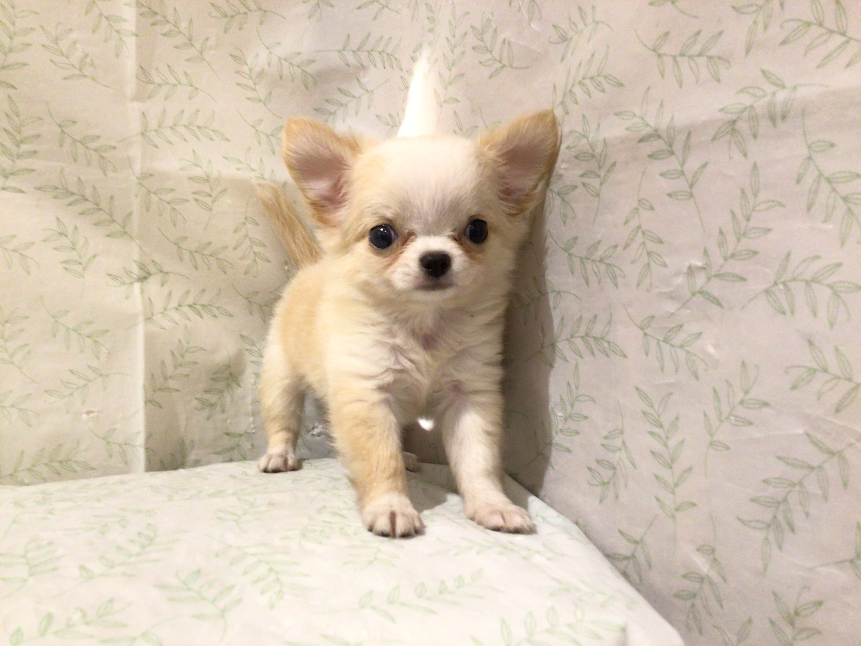 茨城県のチワワ(ロング) (ペッツワン高萩店/2026年4月28日生まれ/女の子/クリーム)の子犬