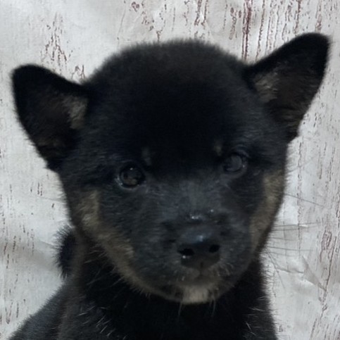 埼玉県の柴犬(標準サイズ) (ペッツワン羽生店/2026年4月29日生まれ/女の子/黒)の子犬の2枚目の画像