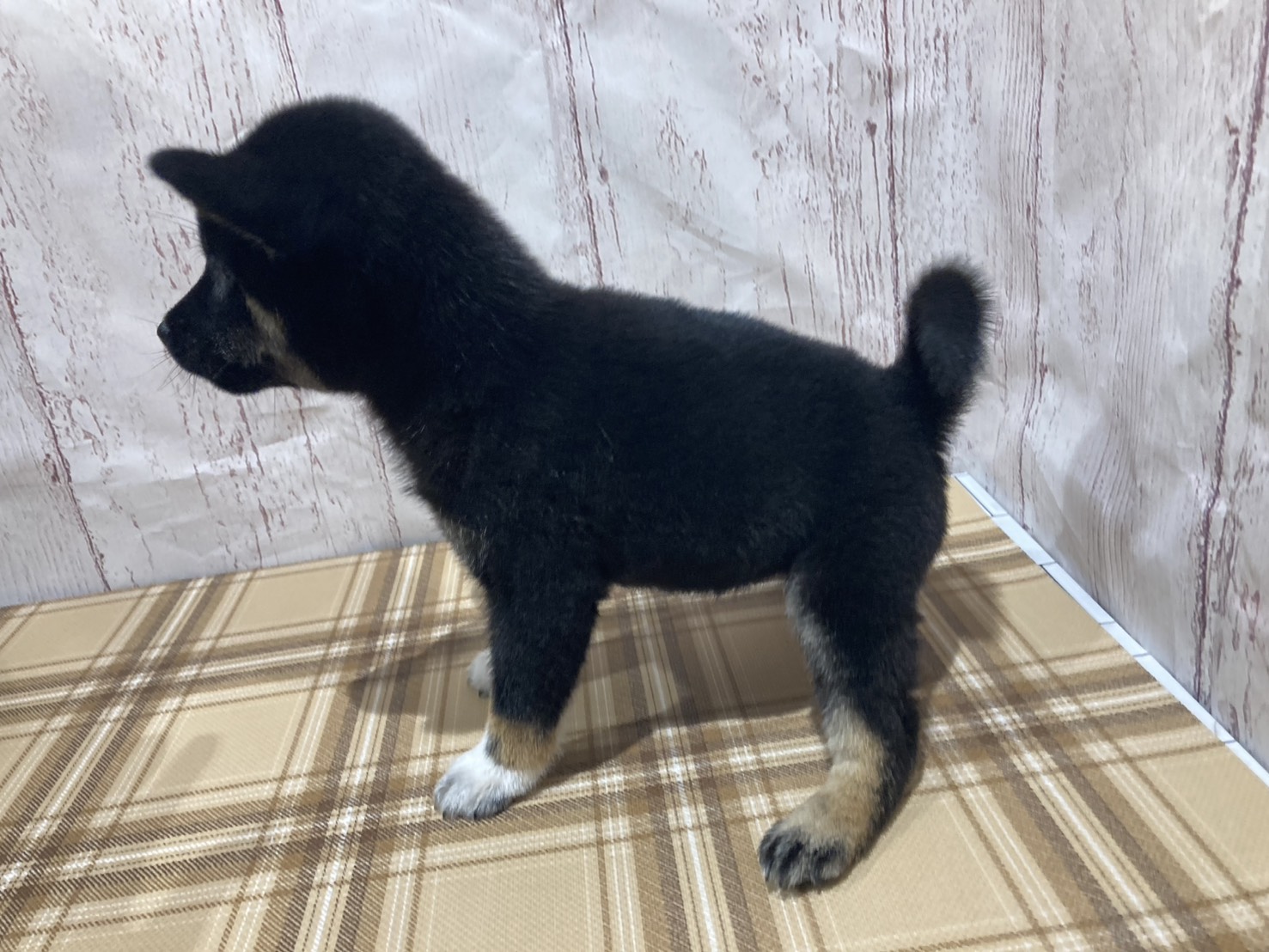 埼玉県の柴犬(標準サイズ) (ペッツワン羽生店/2026年4月29日生まれ/女の子/黒)の子犬の3枚目の画像