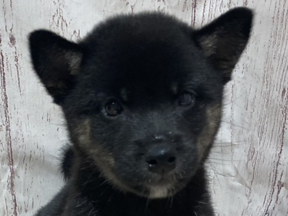 埼玉県の柴犬(標準サイズ) (ペッツワン羽生店/2026年4月29日生まれ/女の子/黒)の子犬の1枚目の画像