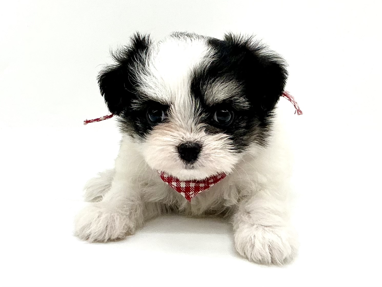 埼玉県のハーフ犬・ミックス犬 (ペッツワン鶴ヶ島店/2026年4月27日生まれ/女の子/ブラックホワイト)の子犬の1枚目の画像