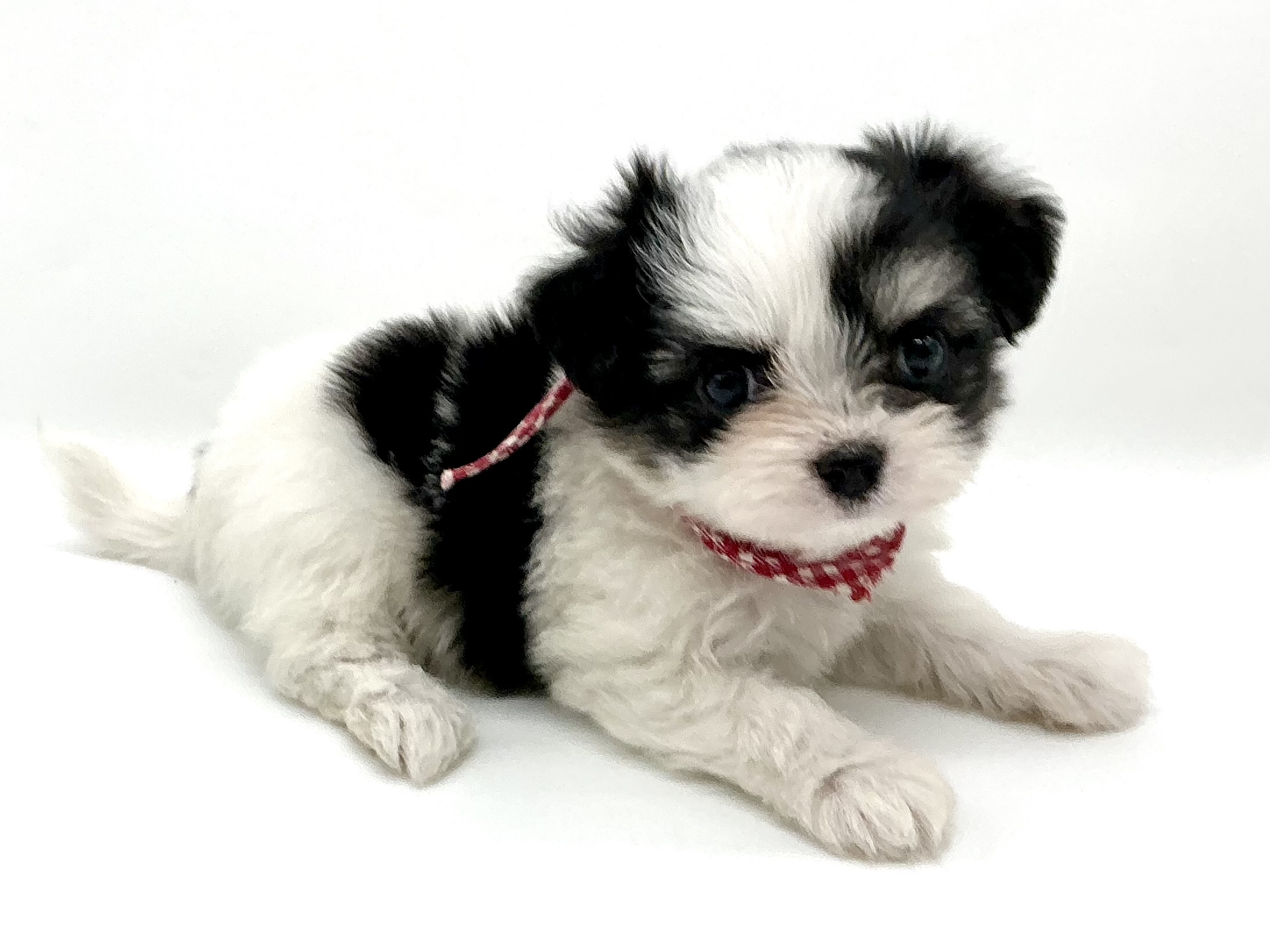 埼玉県のハーフ犬・ミックス犬 (ペッツワン鶴ヶ島店/2026年4月27日生まれ/女の子/ブラックホワイト)の子犬の2枚目の画像