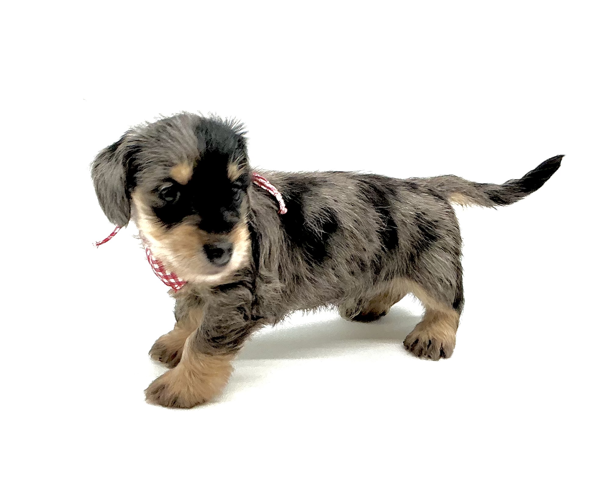 埼玉県のハーフ犬・ミックス犬 (ペッツワン鶴ヶ島店/2026年5月5日生まれ/男の子/シルバーダップル)の子犬の3枚目の画像