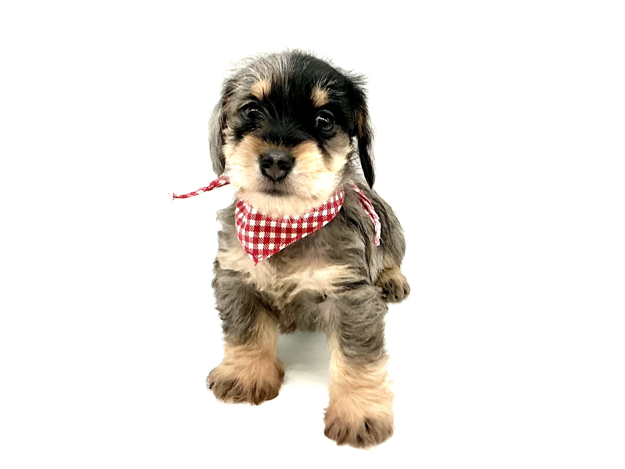 埼玉県のハーフ犬・ミックス犬 (ペッツワン鶴ヶ島店/2026年5月5日生まれ/男の子/シルバーダップル)の子犬の1枚目の画像