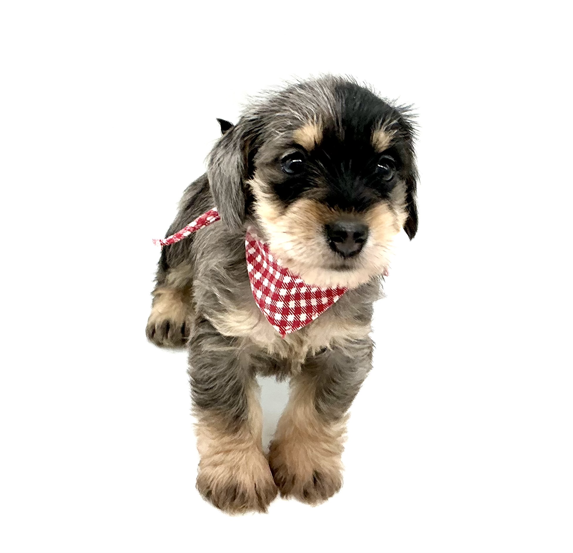 埼玉県のハーフ犬・ミックス犬 (ペッツワン鶴ヶ島店/2026年5月5日生まれ/男の子/シルバーダップル)の子犬の2枚目の画像