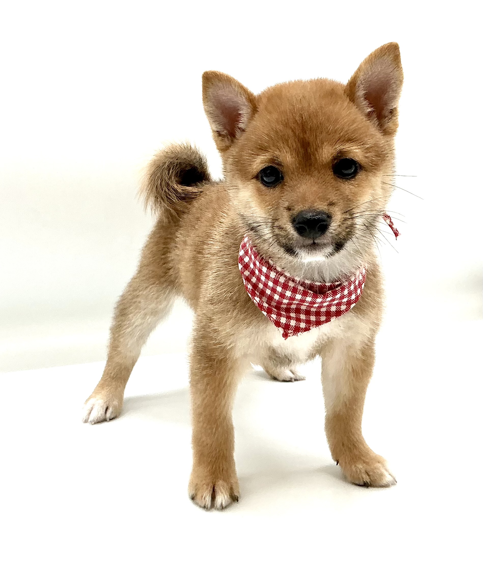 埼玉県の柴犬(標準サイズ) (ペッツワン鶴ヶ島店/2026年4月28日生まれ/女の子/赤)の子犬の1枚目の画像
