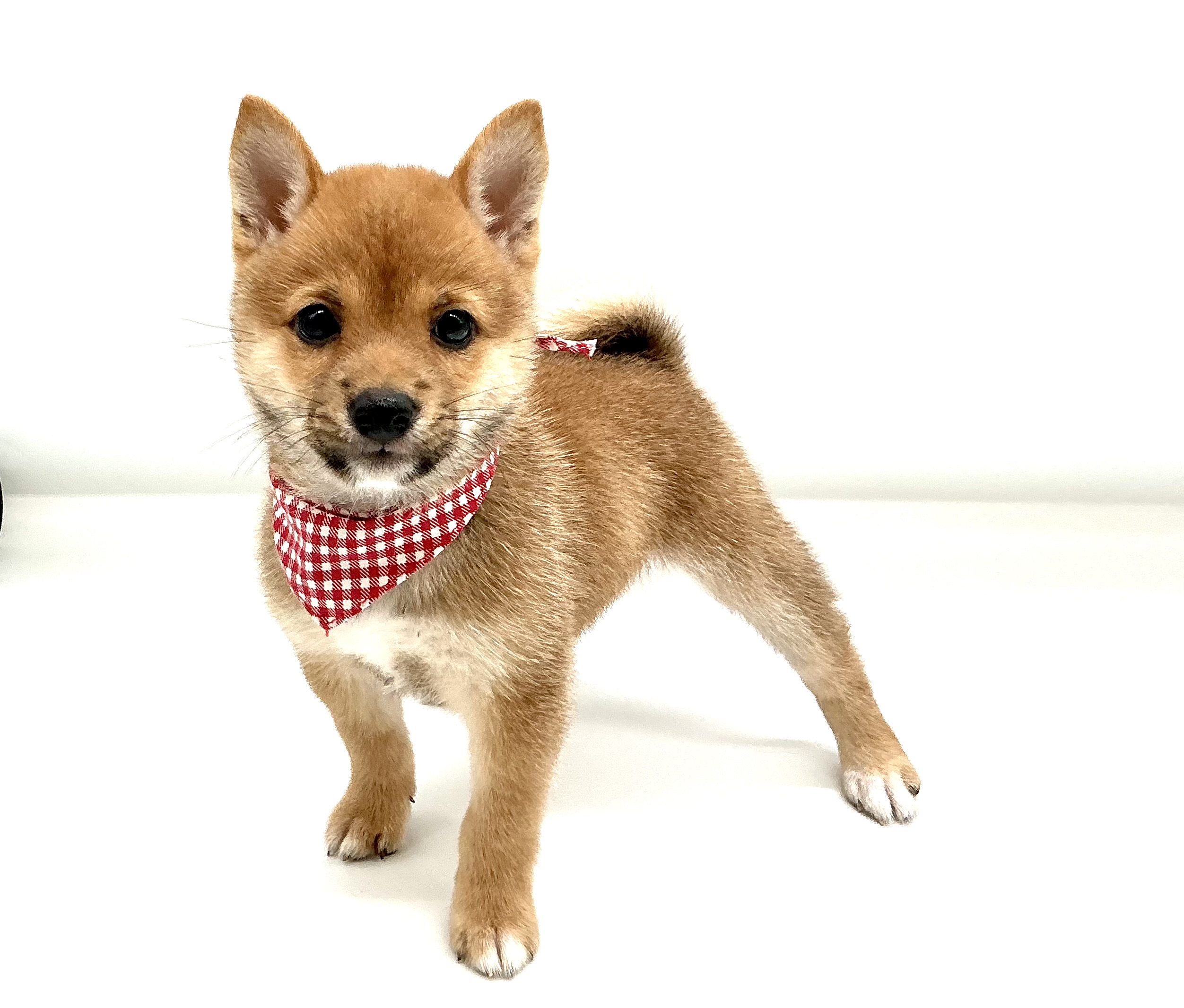 埼玉県の柴犬(標準サイズ) (ペッツワン鶴ヶ島店/2026年4月28日生まれ/女の子/赤)の子犬の2枚目の画像