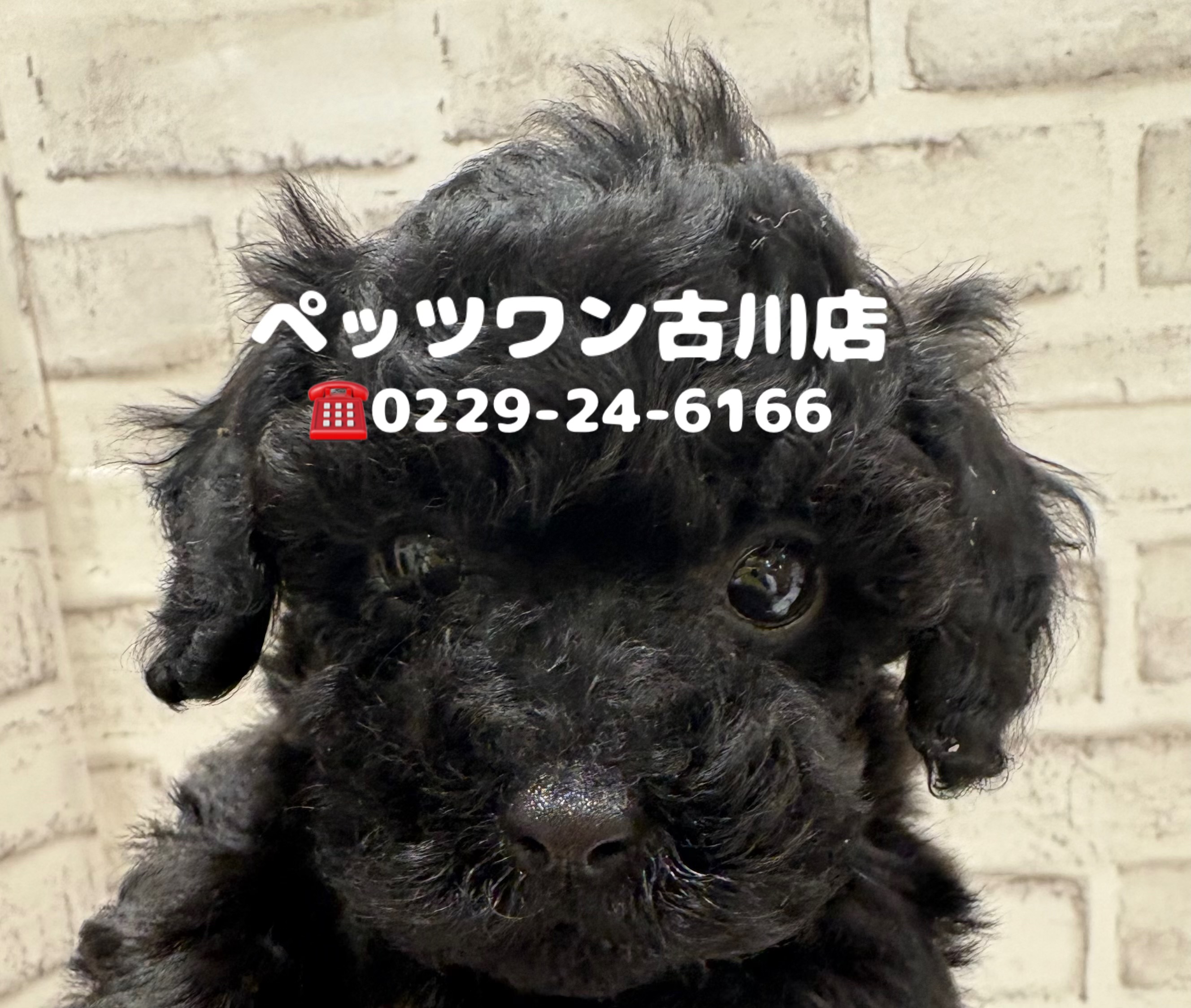 宮城県のトイプードル(トイ) (ペッツワン古川店/2026年5月5日生まれ/女の子/ブラック)の子犬