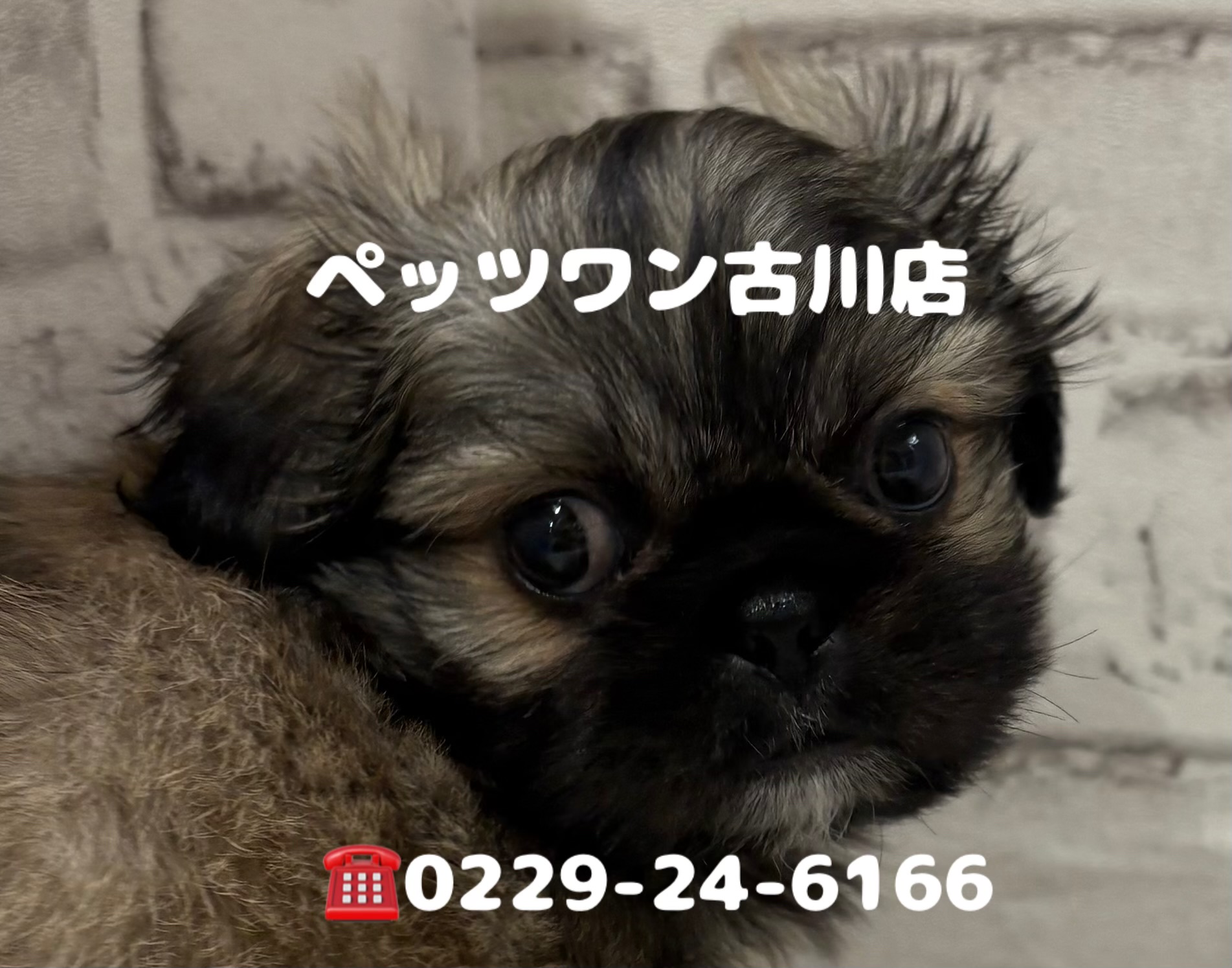 宮城県のハーフ犬・ミックス犬 (ペッツワン古川店/2026年5月5日生まれ/男の子/フォーン)の子犬