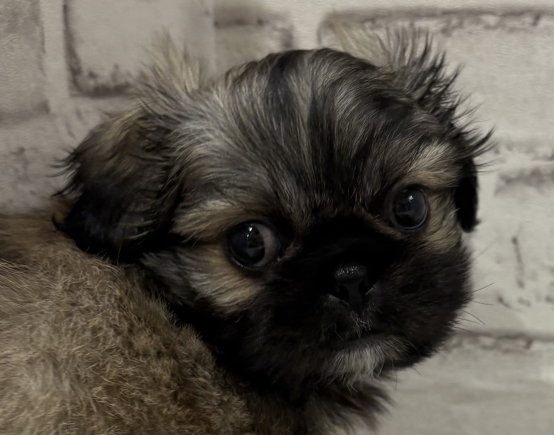 宮城県のハーフ犬・ミックス犬 (ペッツワン古川店/2026年5月5日生まれ/男の子/フォーン)の子犬