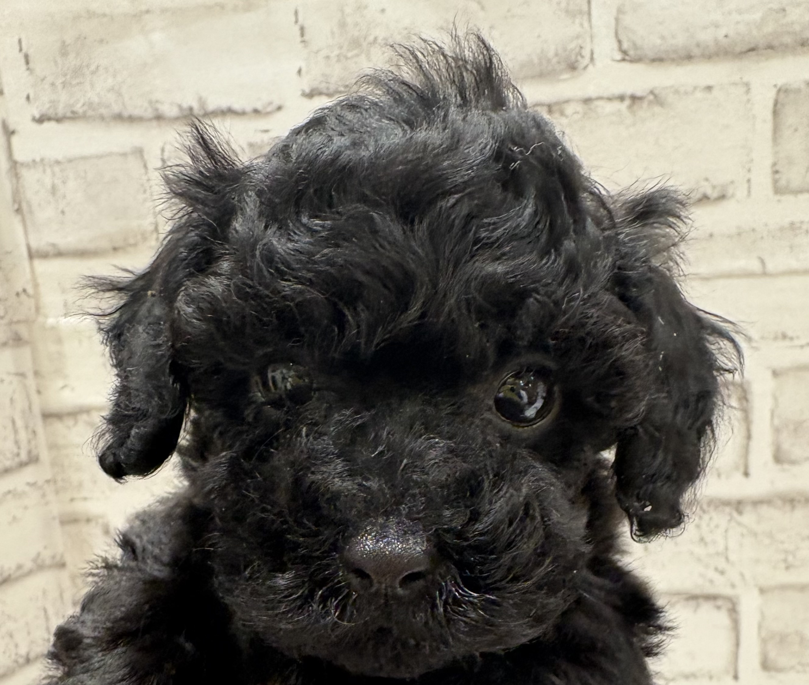 宮城県のトイプードル(トイ) (ペッツワン古川店/2026年5月5日生まれ/女の子/ブラック)の子犬