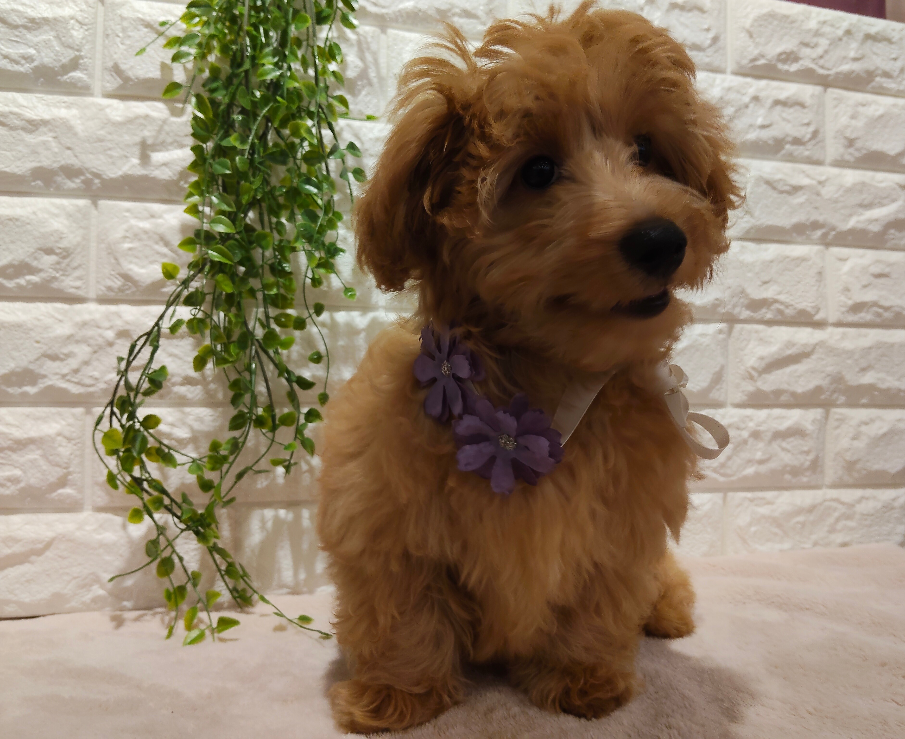 埼玉県のハーフ犬・ミックス犬 (ペッツワン東松山高坂店/2026年2月14日生まれ/男の子/レッド)の子犬