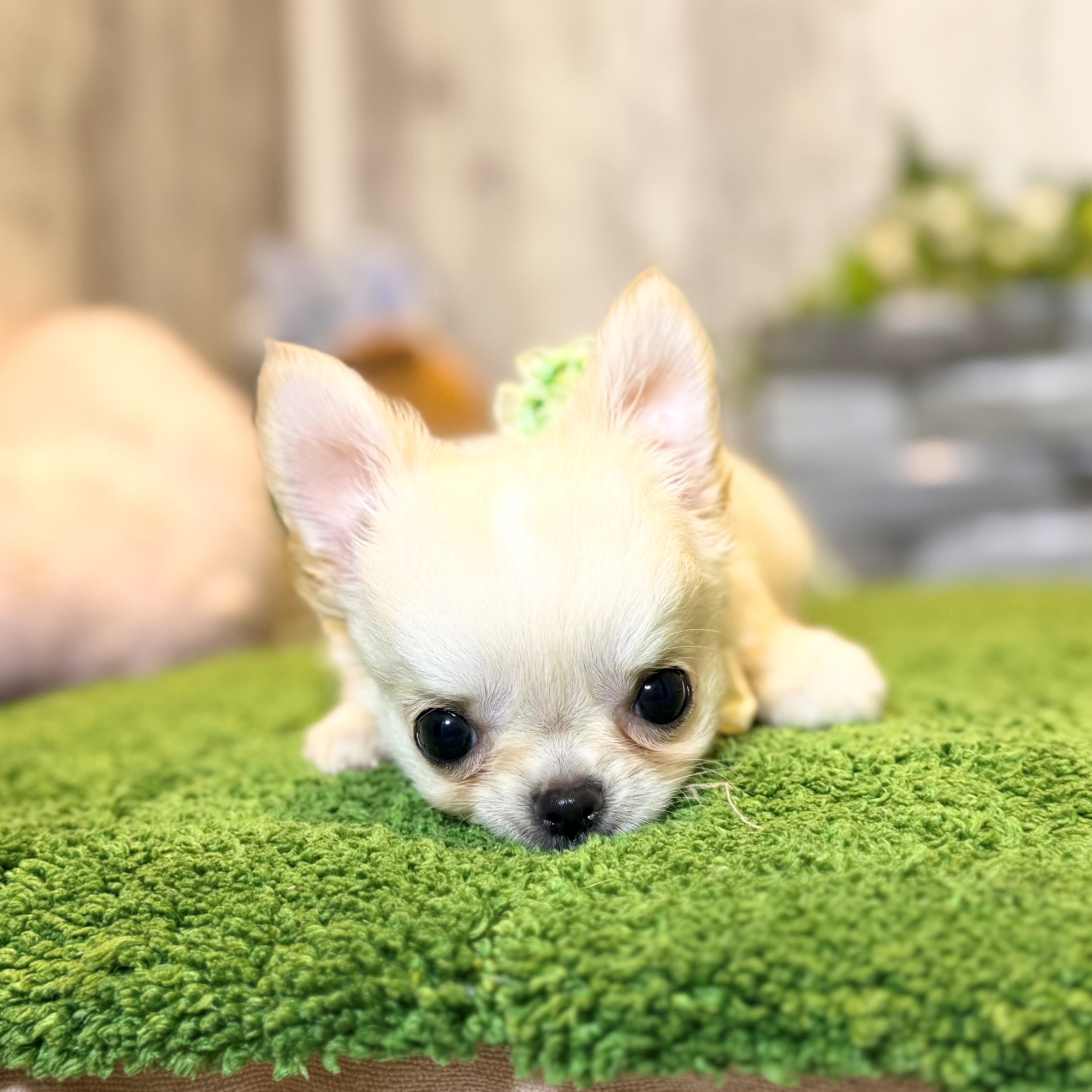 兵庫県のチワワ(ロング) (ペッツワン姫路大津店/2026年5月5日生まれ/男の子/クリーム)の子犬の3枚目の画像