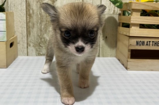 静岡県のハーフ犬・ミックス犬 (ペッツワン浜松都田テクノ店/2026年5月2日生まれ/女の子/レッドホワイト)の子犬