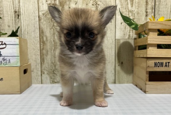 静岡県のハーフ犬・ミックス犬 (ペッツワン浜松都田テクノ店/2026年5月2日生まれ/男の子/レッドホワイト)の子犬