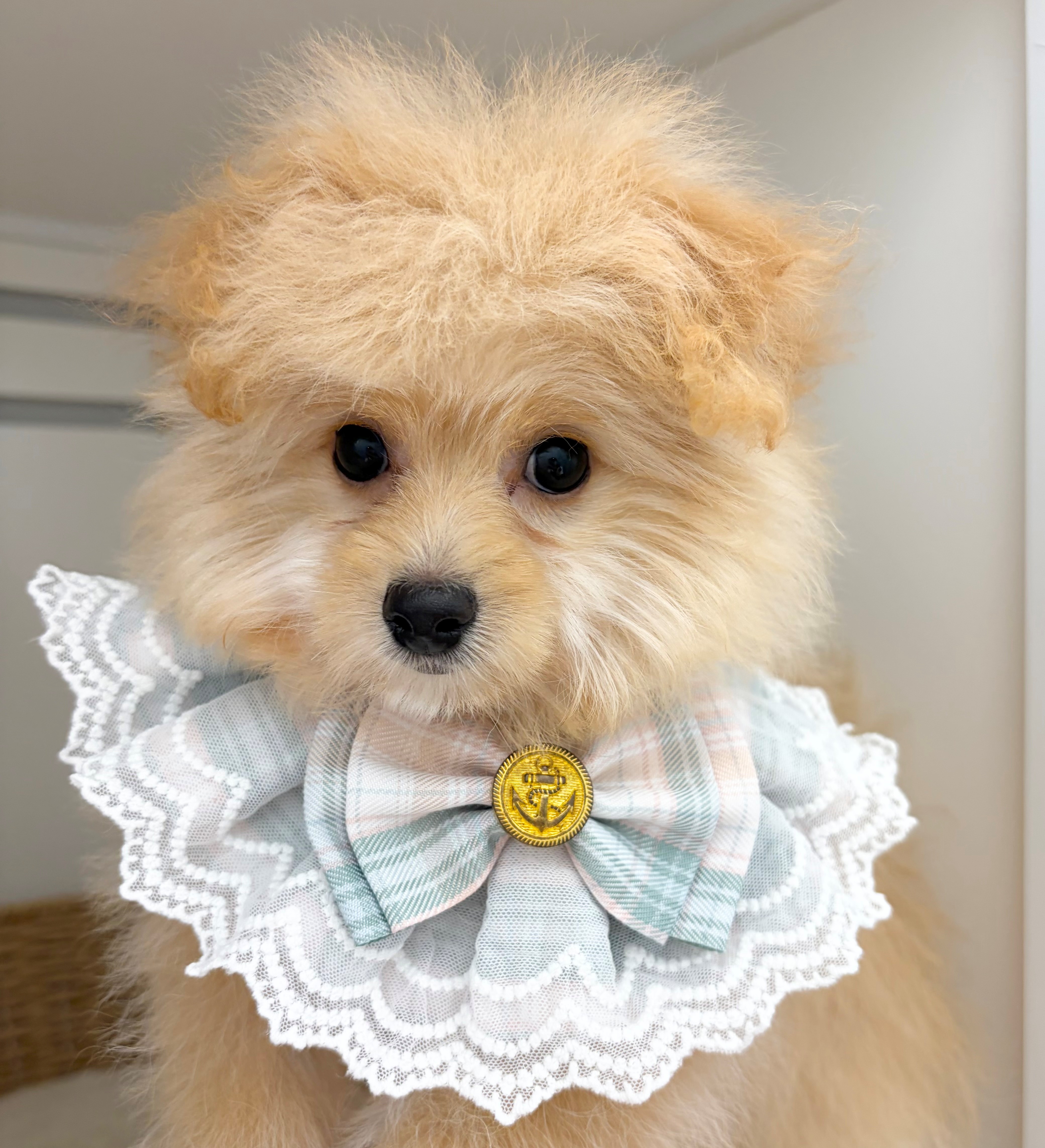 岐阜県のハーフ犬・ミックス犬 (ペッツワン可児店/2026年3月26日生まれ/男の子/オレンジ)の子犬