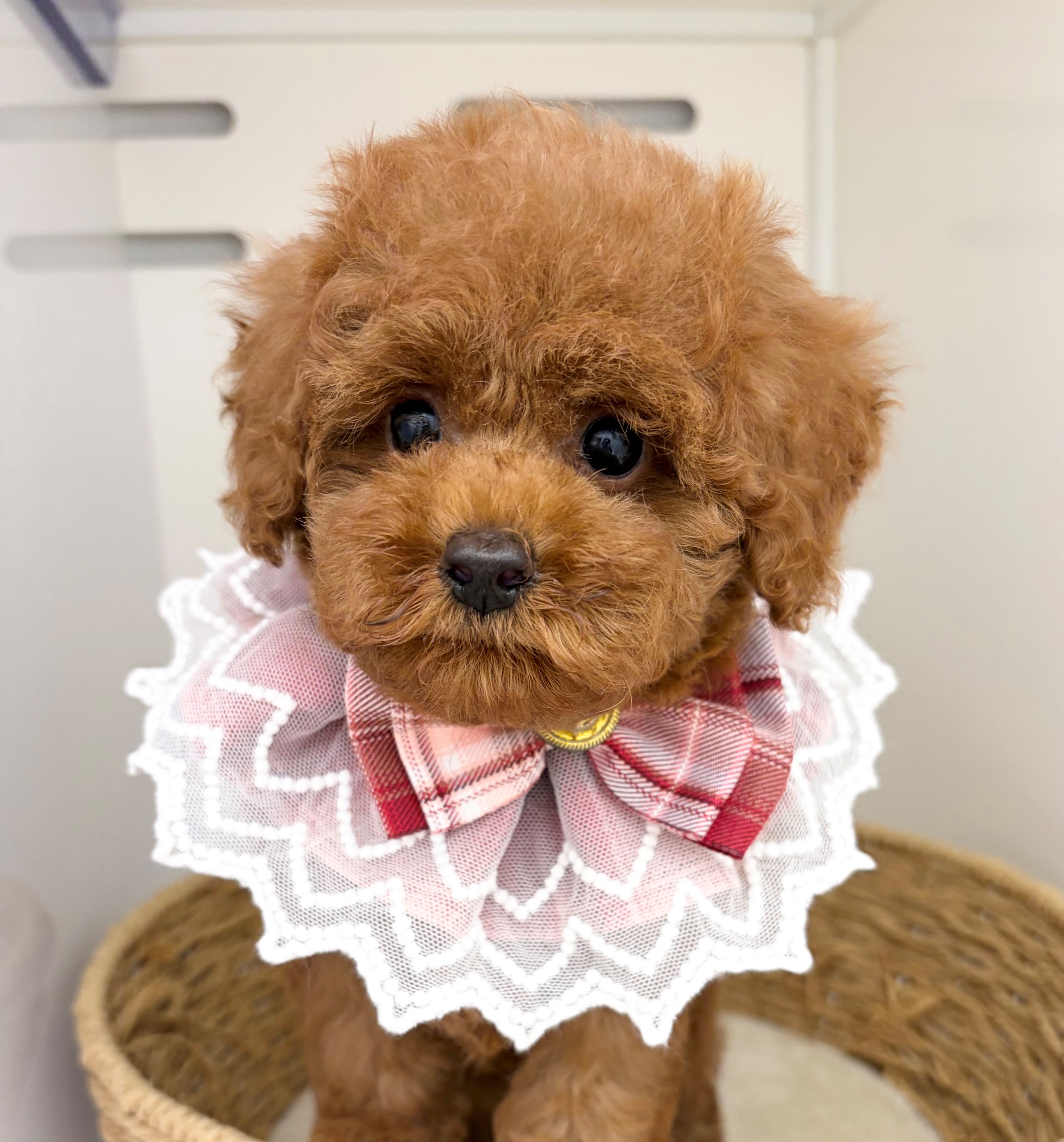 岐阜県のトイプードル(トイ) (ペッツワン可児店/2026年4月20日生まれ/女の子/レッド)の子犬