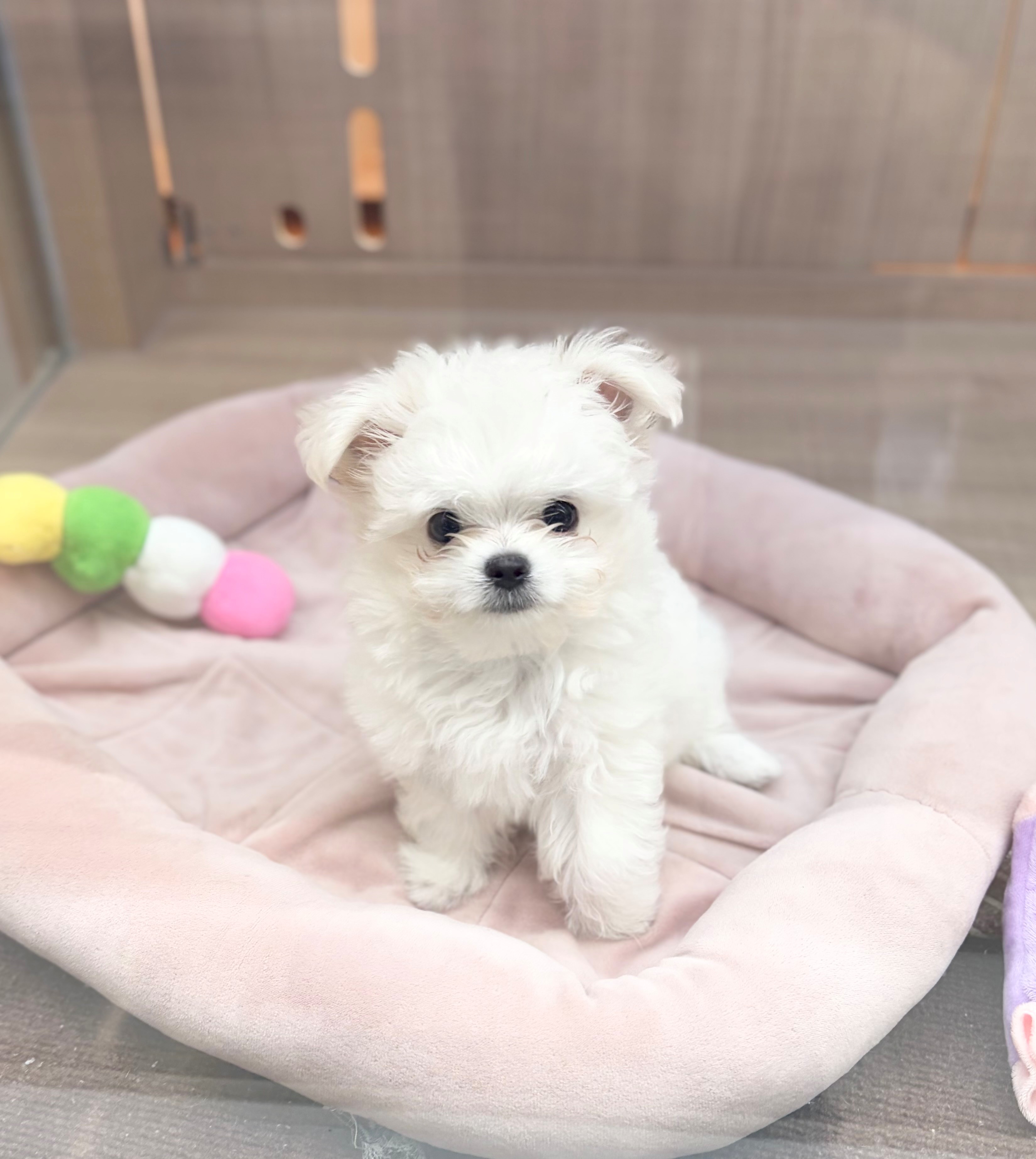岐阜県のハーフ犬・ミックス犬 (ペッツワン可児店/2026年4月10日生まれ/男の子/クリームホワイト)の子犬の3枚目の画像