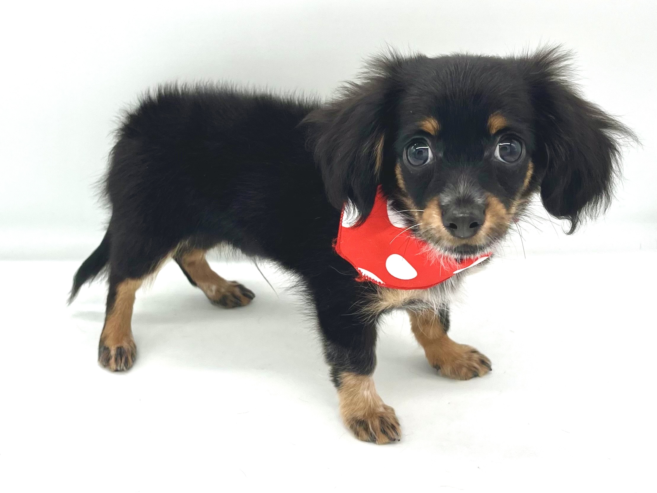 埼玉県のハーフ犬・ミックス犬 (ペッツワンなめがわモール店/2026年2月23日生まれ/男の子/ブラックタン)の子犬
