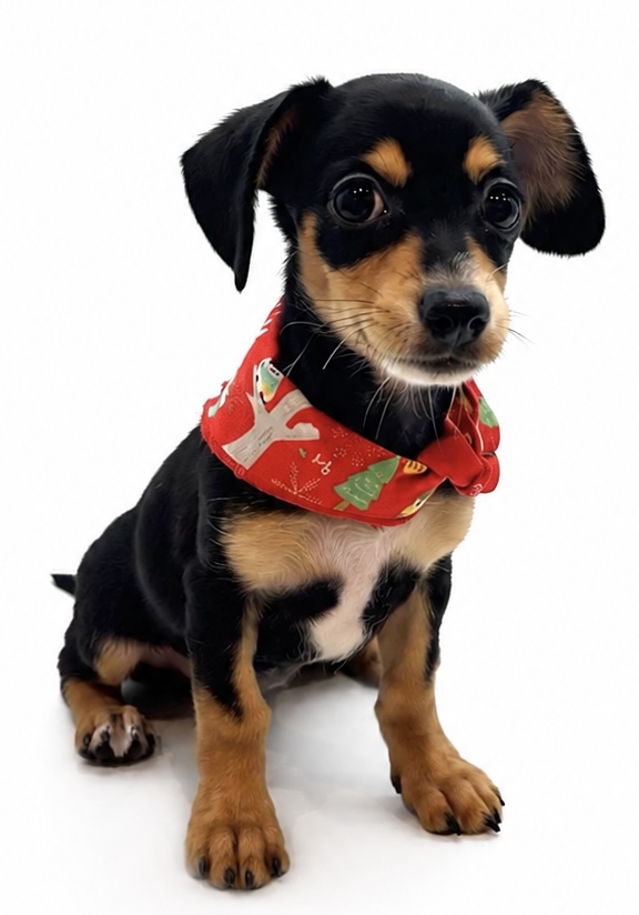 埼玉県のハーフ犬・ミックス犬 (ペッツワン行田店/2026年3月25日生まれ/女の子/ブラックタンホワイト)の子犬の3枚目の画像