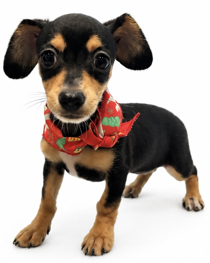 埼玉県のハーフ犬・ミックス犬 (ペッツワン行田店/2026年3月25日生まれ/女の子/ブラックタンホワイト)の子犬の1枚目の画像