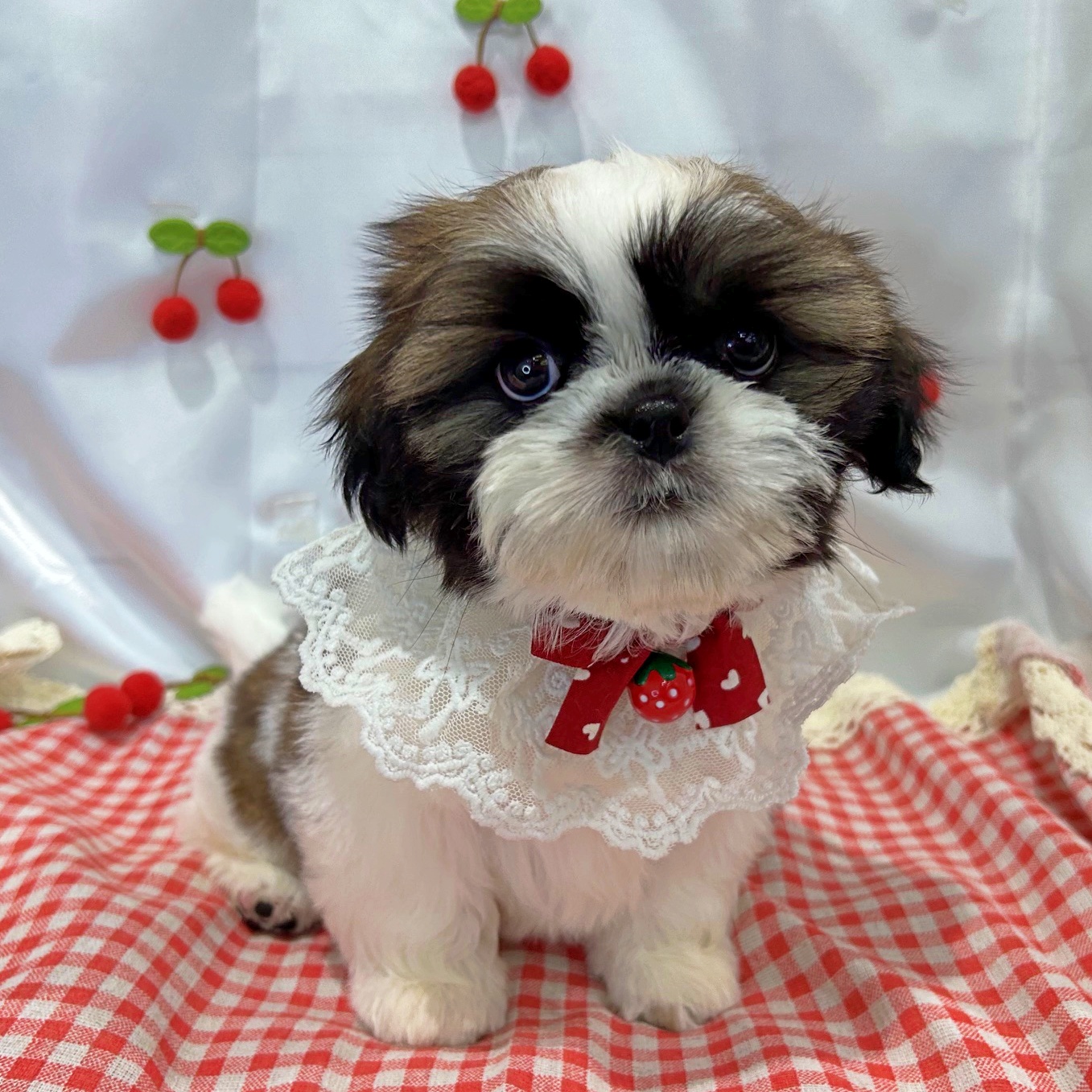 滋賀県のシーズー (ペッツワン堅田店/2026年5月6日生まれ/男の子/ホワイトゴールド)の子犬の1枚目の画像