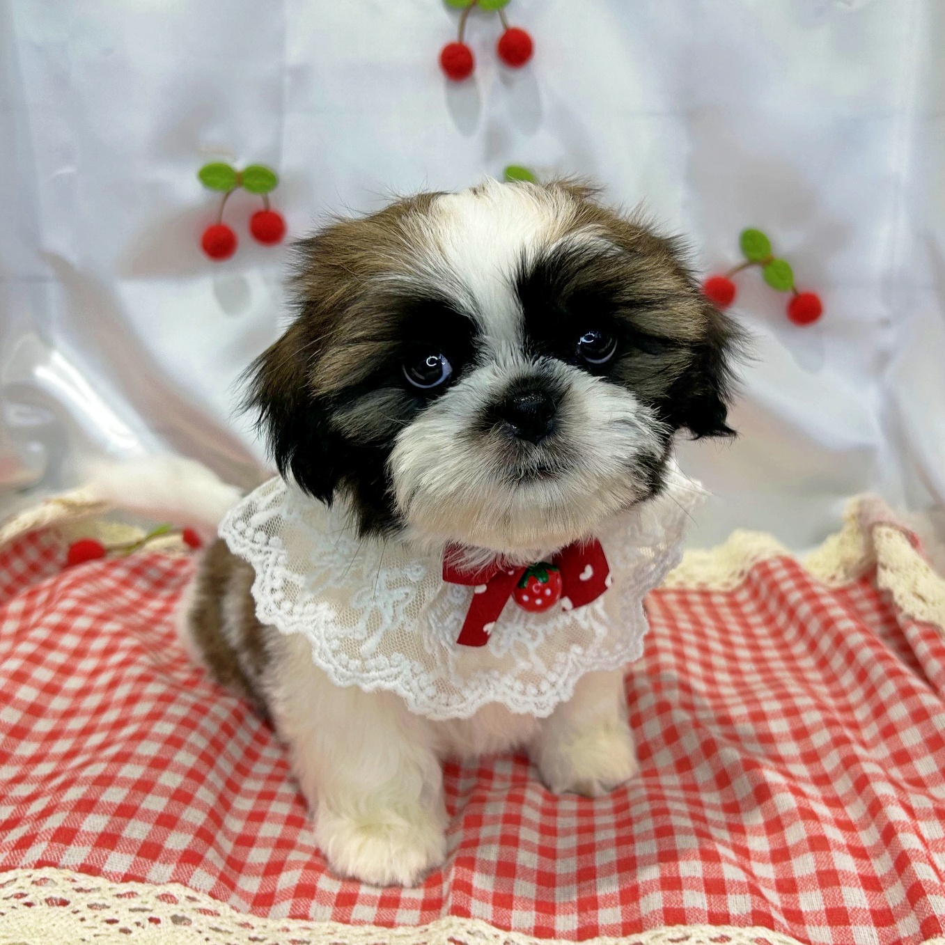 滋賀県のシーズー (ペッツワン堅田店/2026年5月6日生まれ/男の子/ホワイトゴールド)の子犬の3枚目の画像
