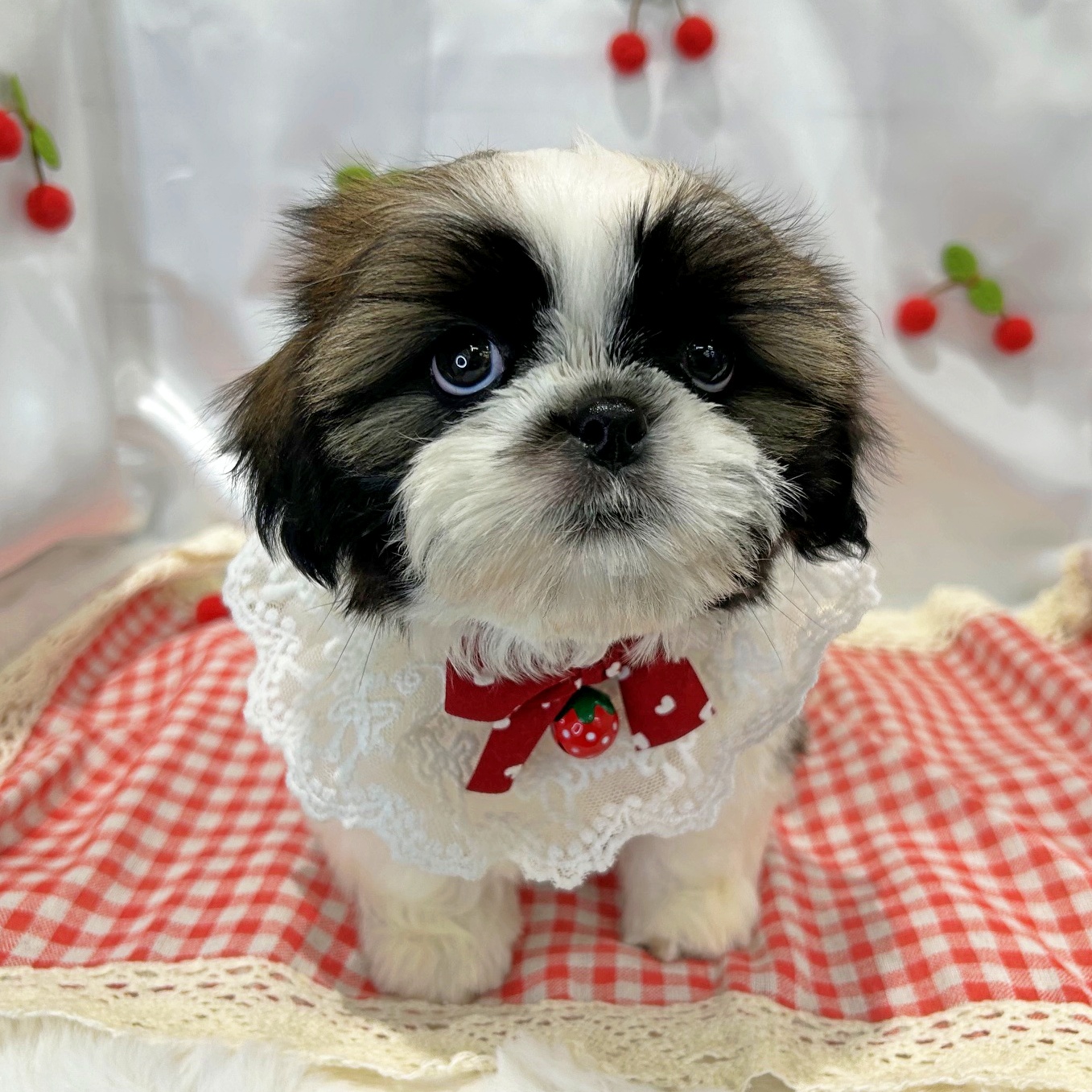 滋賀県のシーズー (ペッツワン堅田店/2026年5月6日生まれ/男の子/ホワイトゴールド)の子犬の2枚目の画像