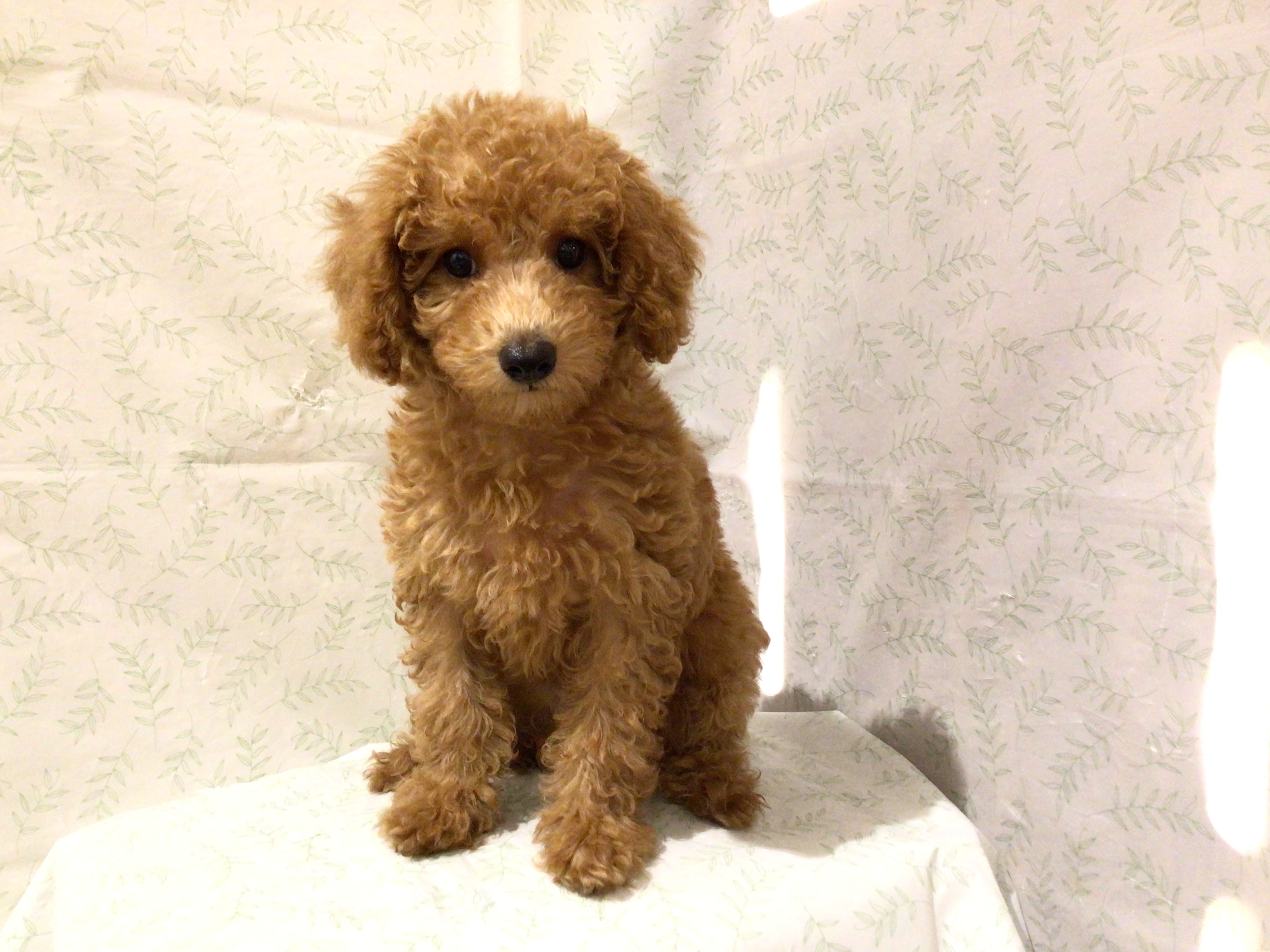 茨城県のトイプードル(トイ) (ペッツワン高萩店/2026年3月20日生まれ/女の子/アプリコット)の子犬の2枚目の画像