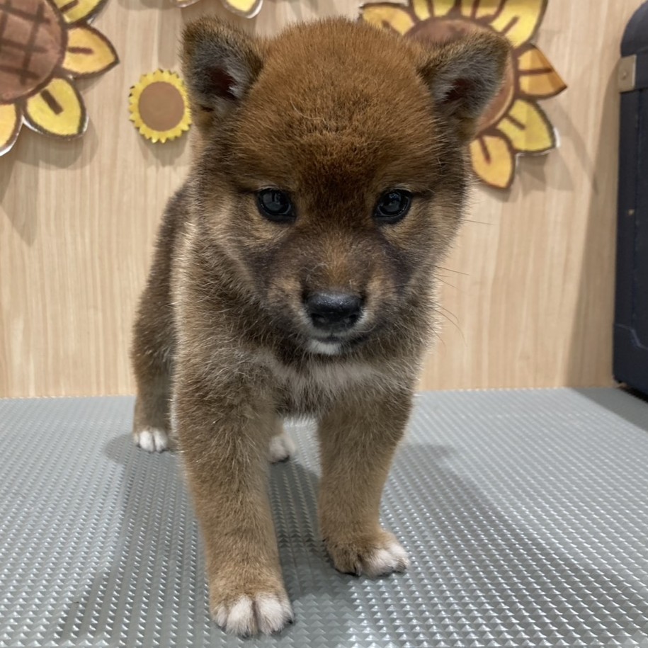 福島県の30万円以下の柴犬の子犬を価格や特徴で探す|ペットショップ