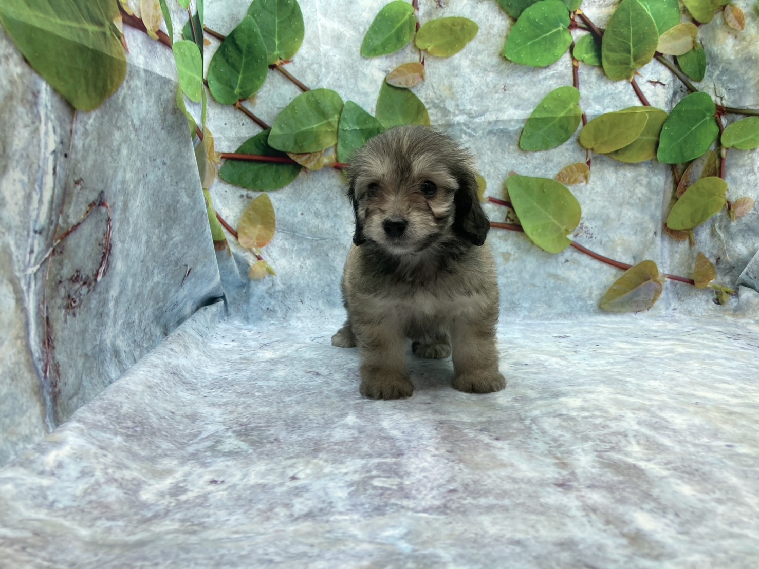 埼玉県のハーフ犬・ミックス犬 (ペッツワン北本店/2026年5月9日生まれ/女の子/クリーム)の子犬