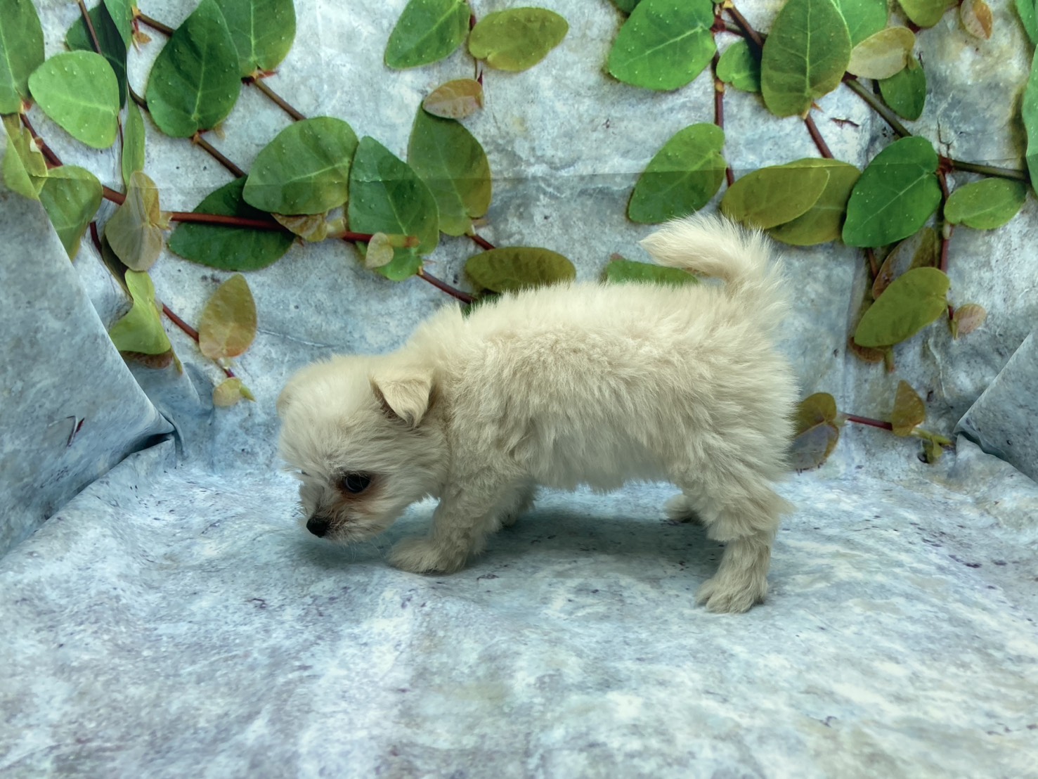 埼玉県のハーフ犬・ミックス犬 (ペッツワン北本店/2026年5月10日生まれ/女の子/クリーム)の子犬の2枚目の画像