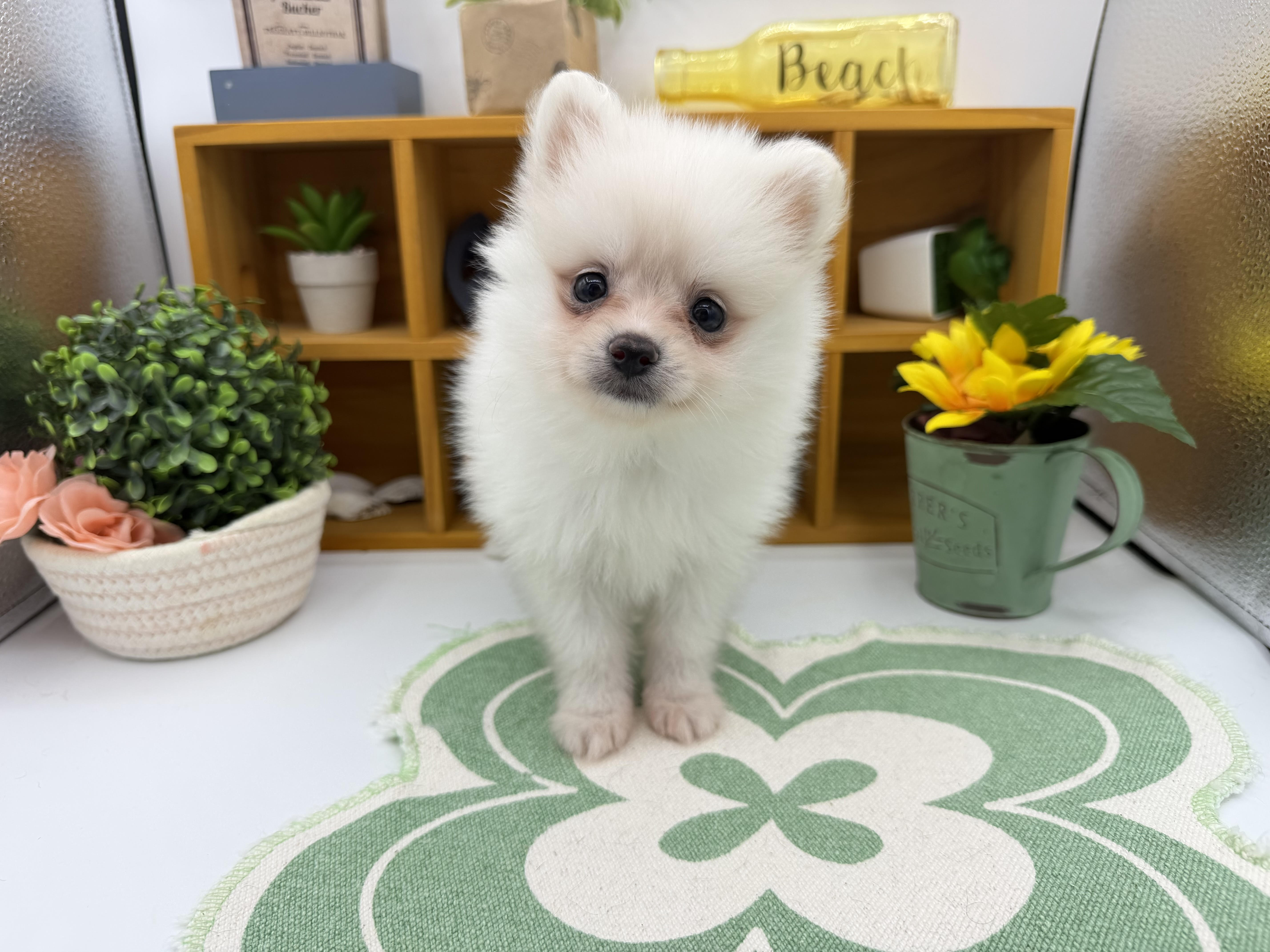 静岡県のポメラニアン (ペッツワン清水店/2026年5月8日生まれ/女の子/ホワイト)の子犬